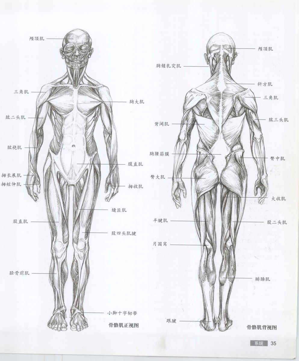 Anatomy for the Artist - Sarah Simblet [Chinese] 艺用人体解剖 - 萨拉·西蒙伯尔特 [中文版] 38