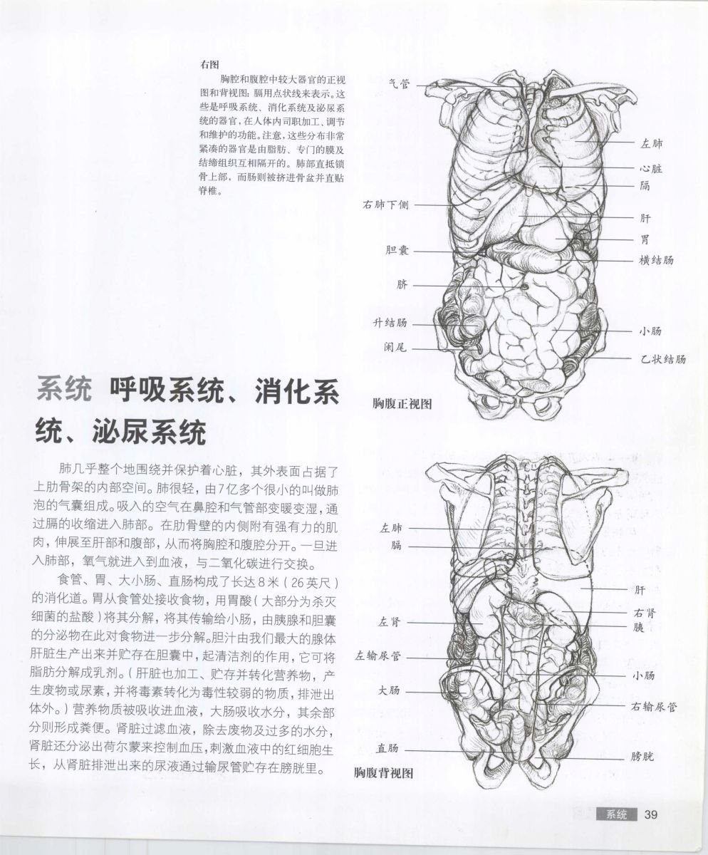 Anatomy for the Artist - Sarah Simblet [Chinese] 艺用人体解剖 - 萨拉·西蒙伯尔特 [中文版] 42