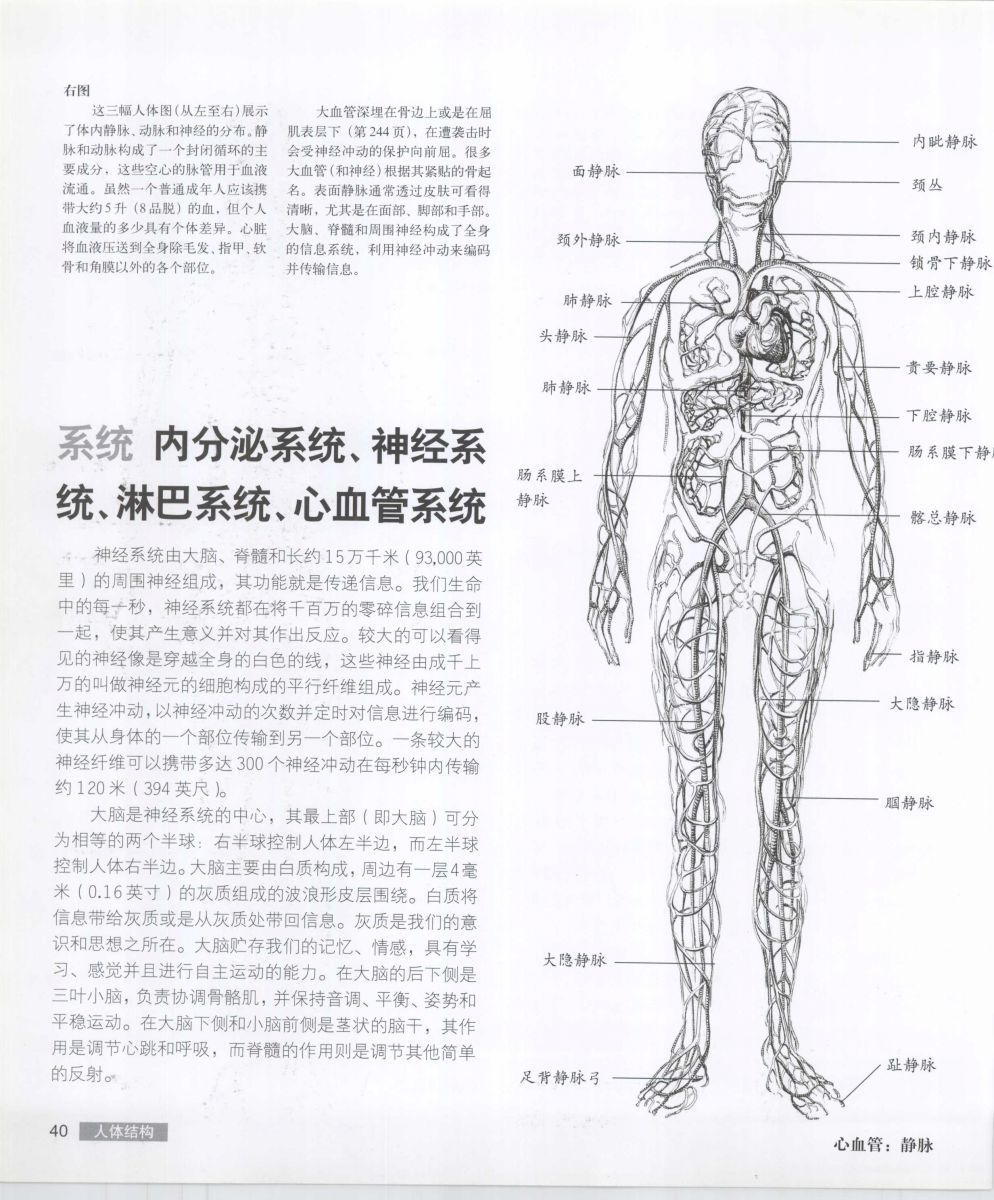 Anatomy for the Artist - Sarah Simblet [Chinese] 艺用人体解剖 - 萨拉·西蒙伯尔特 [中文版] 43