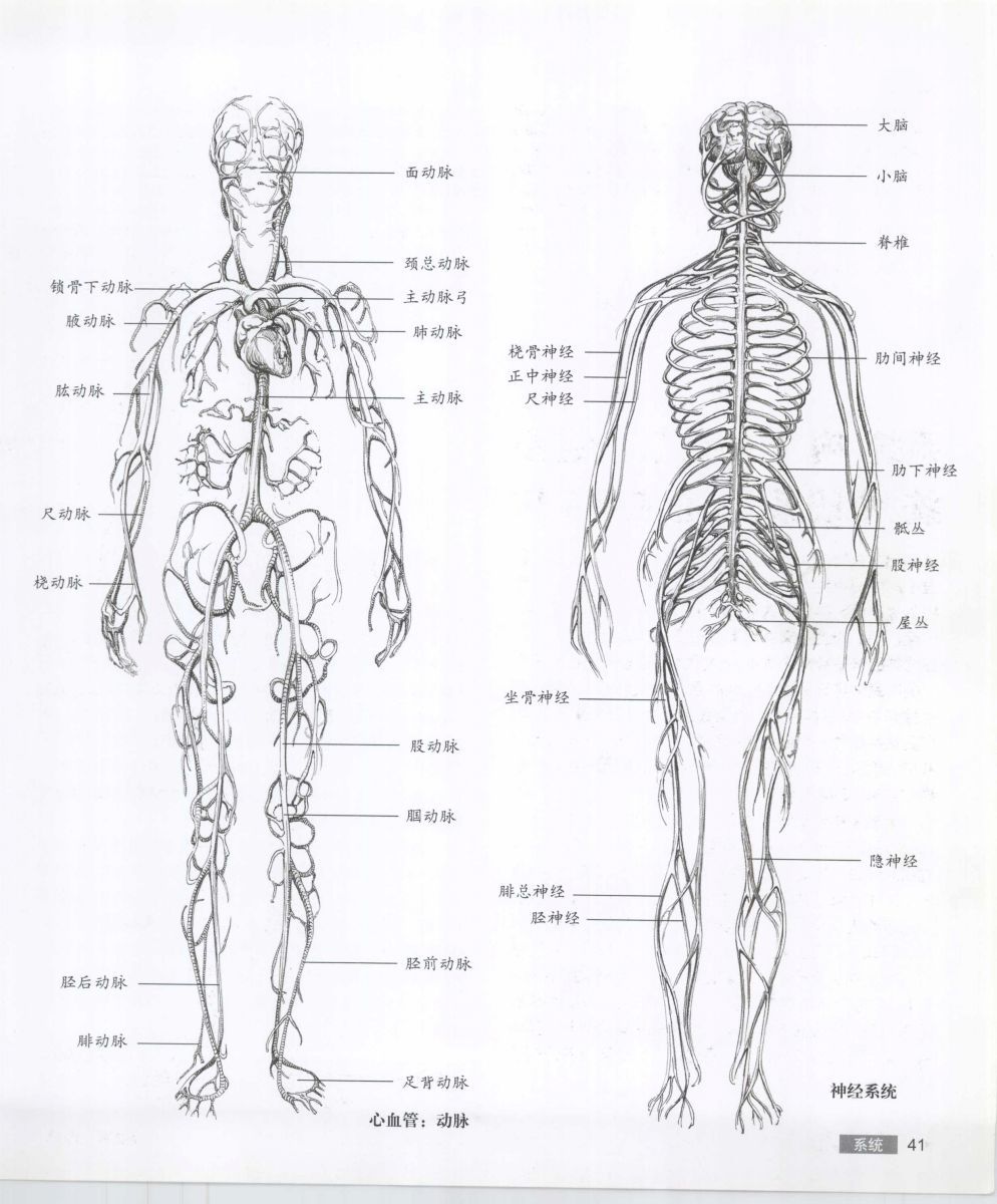 Anatomy for the Artist - Sarah Simblet [Chinese] 艺用人体解剖 - 萨拉·西蒙伯尔特 [中文版] 44