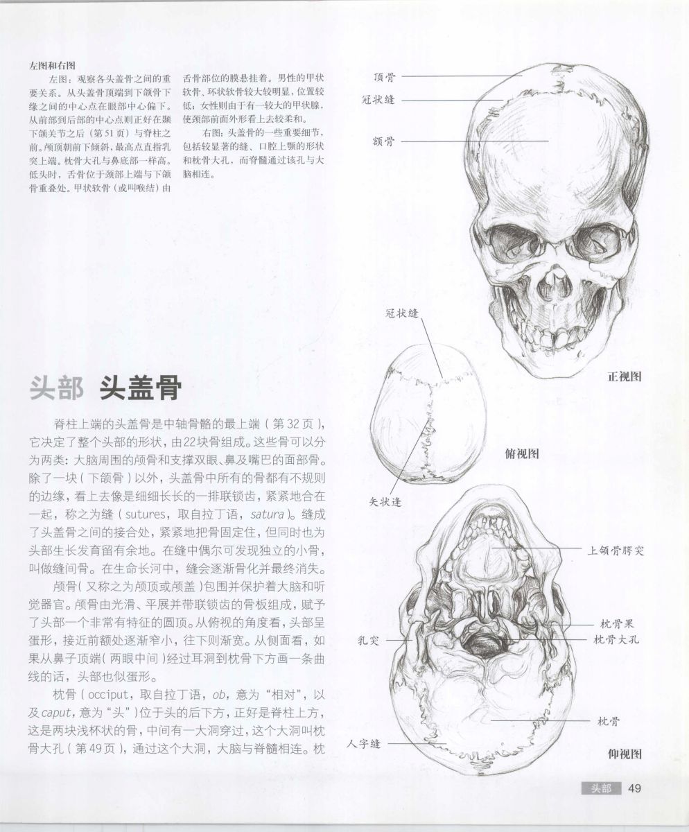 Anatomy for the Artist - Sarah Simblet [Chinese] 艺用人体解剖 - 萨拉·西蒙伯尔特 [中文版] 52