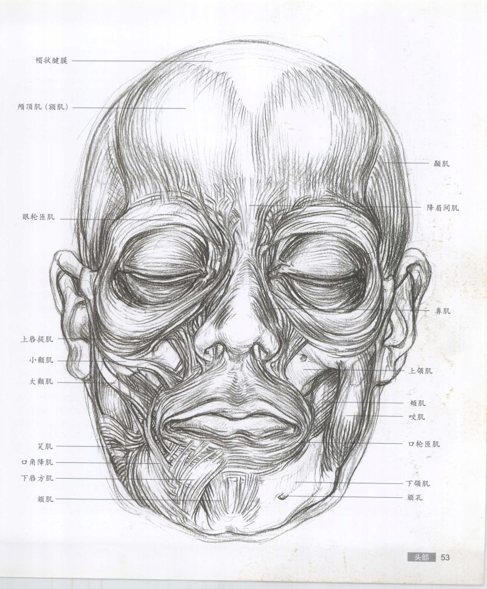 Anatomy for the Artist - Sarah Simblet [Chinese] 艺用人体解剖 - 萨拉·西蒙伯尔特 [中文版] 56