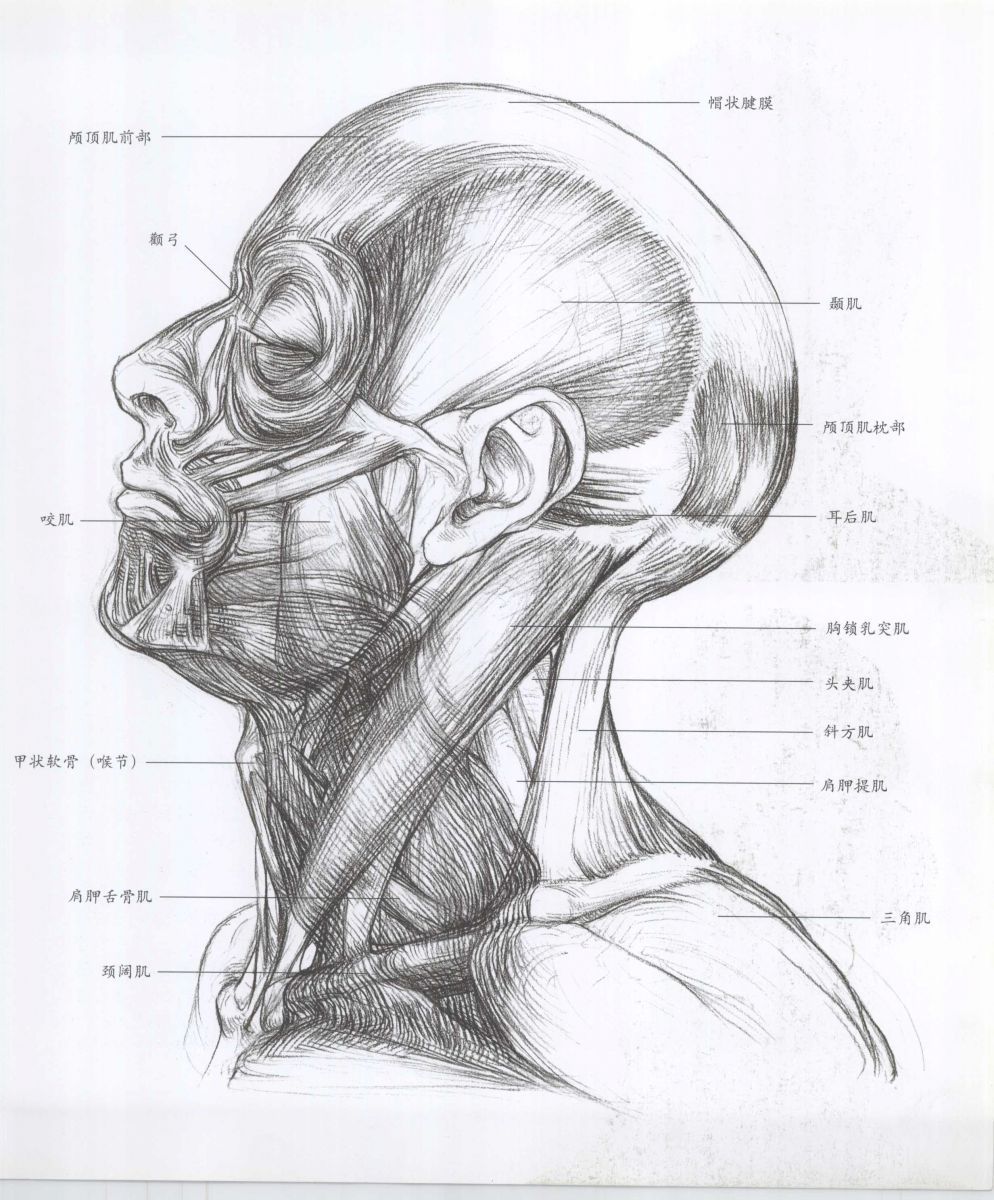 Anatomy for the Artist - Sarah Simblet [Chinese] 艺用人体解剖 - 萨拉·西蒙伯尔特 [中文版] 58