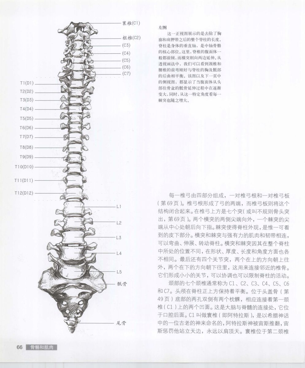 Anatomy for the Artist - Sarah Simblet [Chinese] 艺用人体解剖 - 萨拉·西蒙伯尔特 [中文版] 69