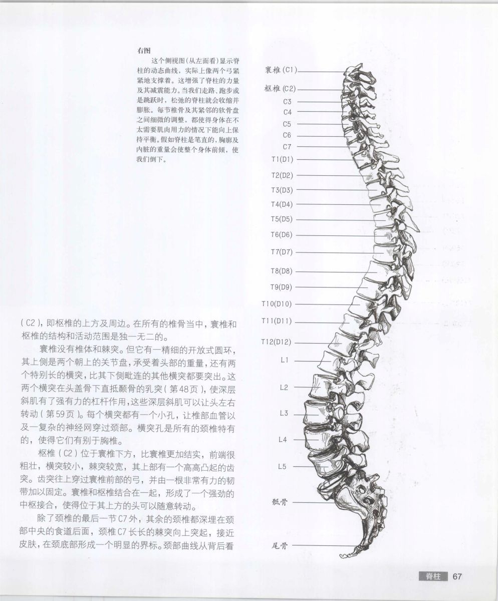 Anatomy for the Artist - Sarah Simblet [Chinese] 艺用人体解剖 - 萨拉·西蒙伯尔特 [中文版] 70