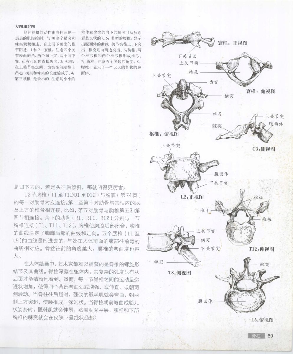 Anatomy for the Artist - Sarah Simblet [Chinese] 艺用人体解剖 - 萨拉·西蒙伯尔特 [中文版] 72