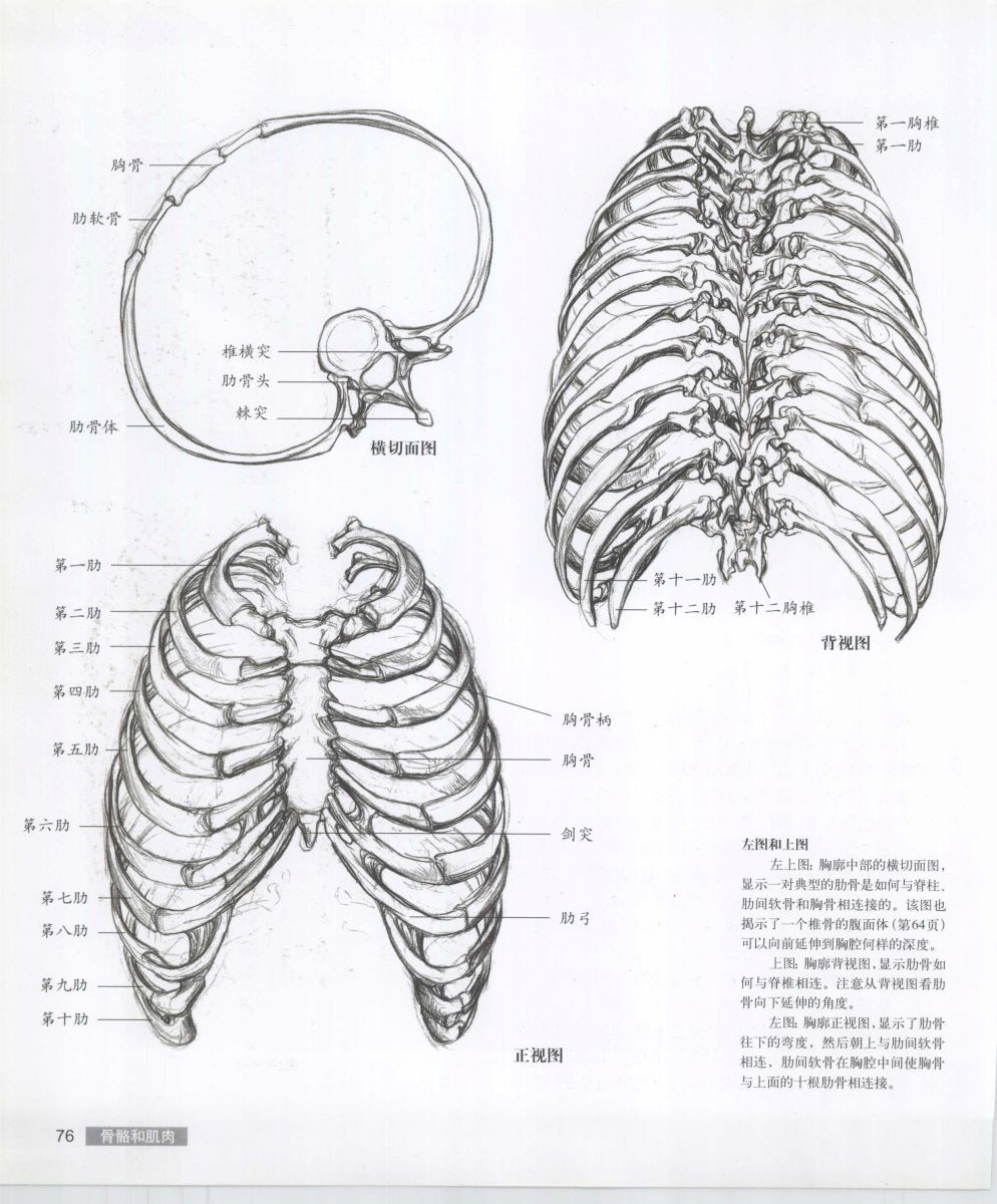 Anatomy for the Artist - Sarah Simblet [Chinese] 艺用人体解剖 - 萨拉·西蒙伯尔特 [中文版] 79