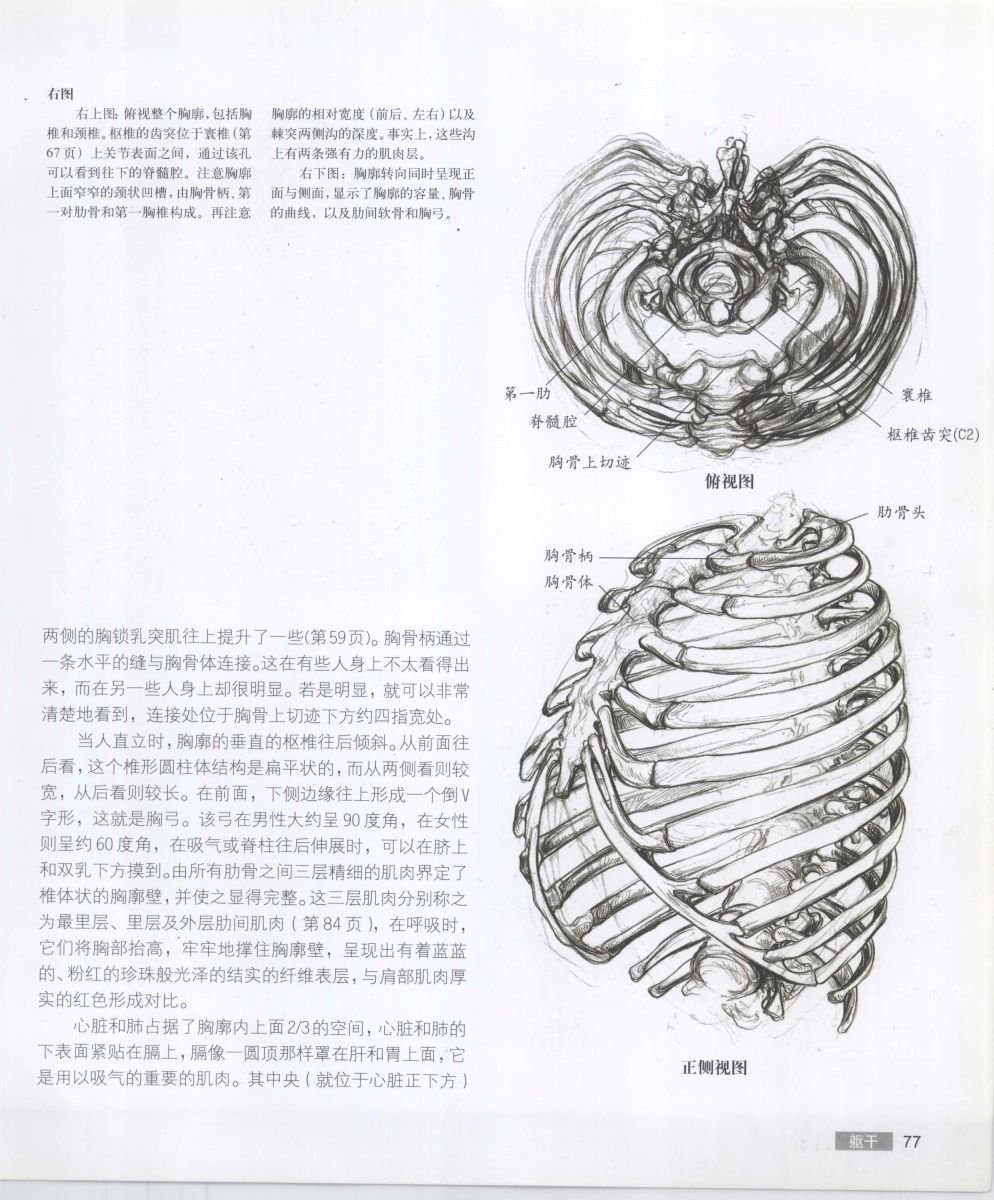 Anatomy for the Artist - Sarah Simblet [Chinese] 艺用人体解剖 - 萨拉·西蒙伯尔特 [中文版] 80