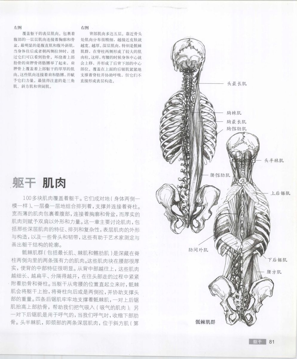 Anatomy for the Artist - Sarah Simblet [Chinese] 艺用人体解剖 - 萨拉·西蒙伯尔特 [中文版] 84