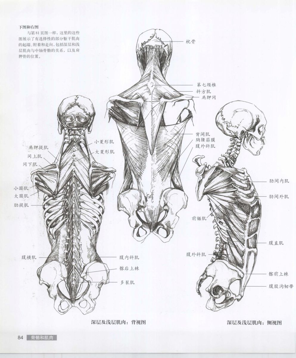 Anatomy for the Artist - Sarah Simblet [Chinese] 艺用人体解剖 - 萨拉·西蒙伯尔特 [中文版] 87