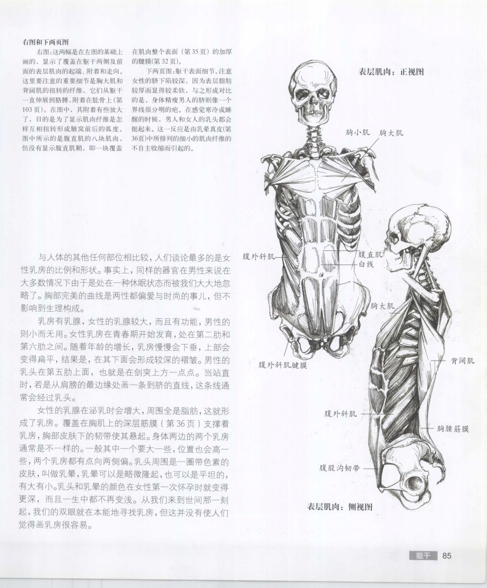 Anatomy for the Artist - Sarah Simblet [Chinese] 艺用人体解剖 - 萨拉·西蒙伯尔特 [中文版] 88