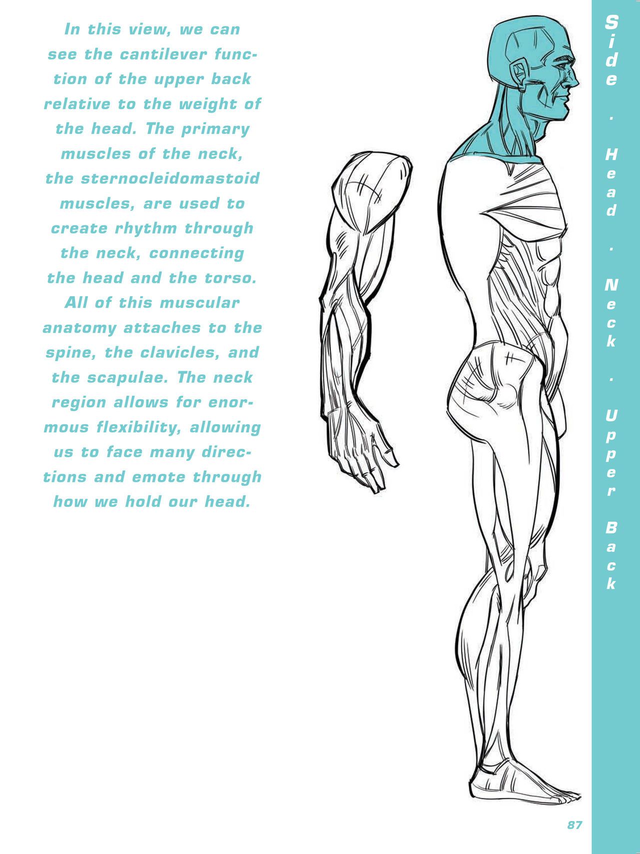 Force. Drawing human anatomy - Michael D. Mattesi [Digital] 108
