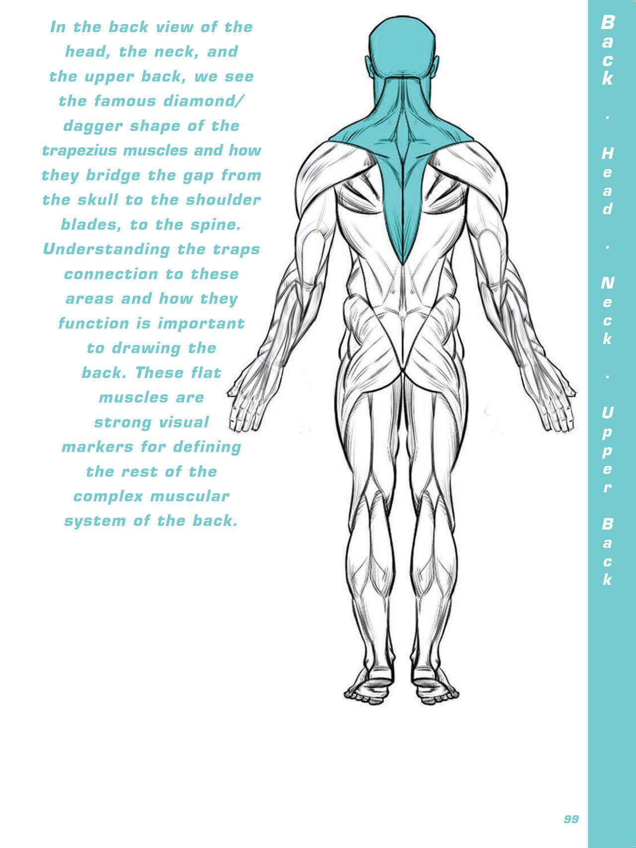Force. Drawing human anatomy - Michael D. Mattesi [Digital] 120