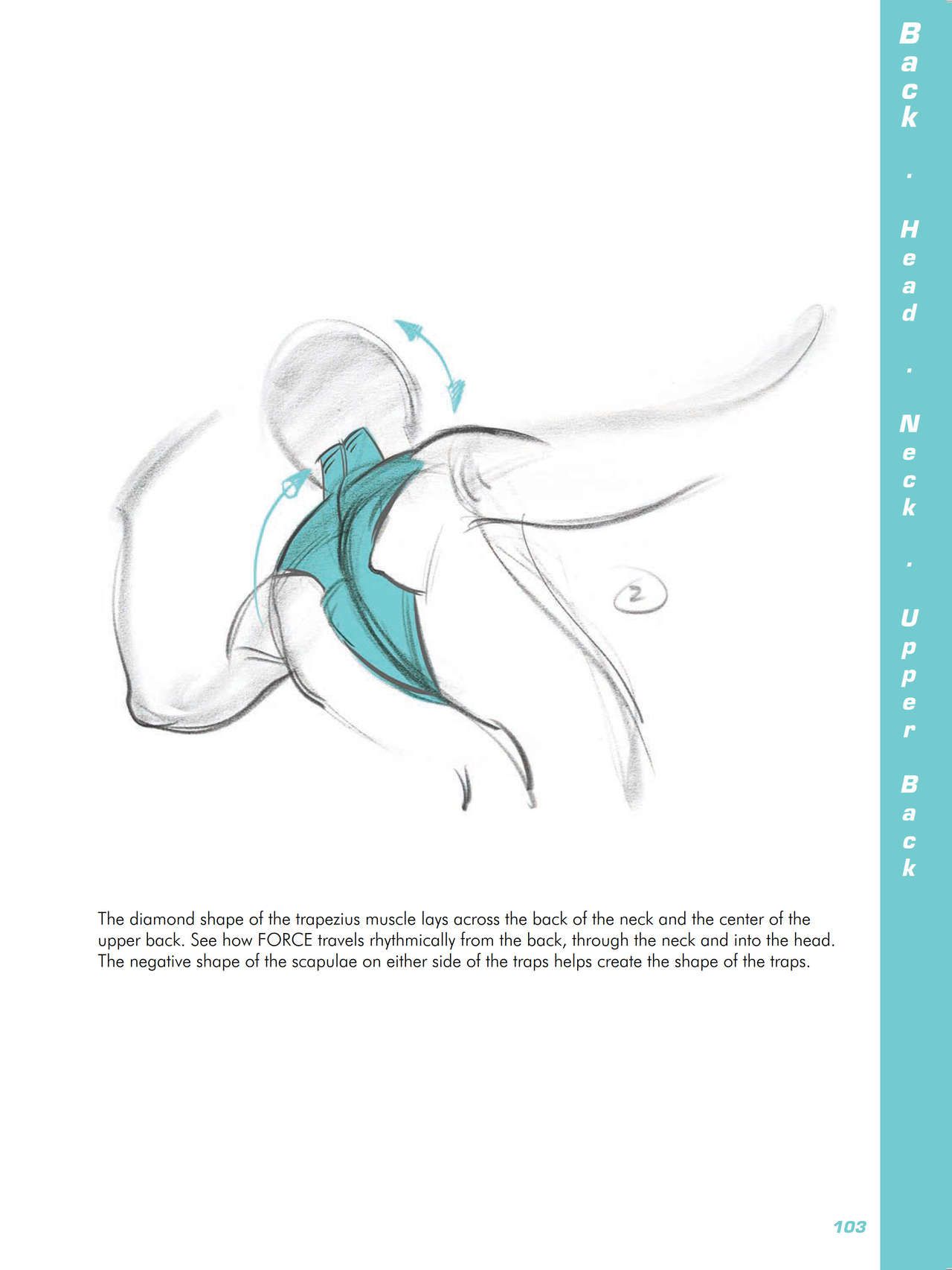 Force. Drawing human anatomy - Michael D. Mattesi [Digital] 124