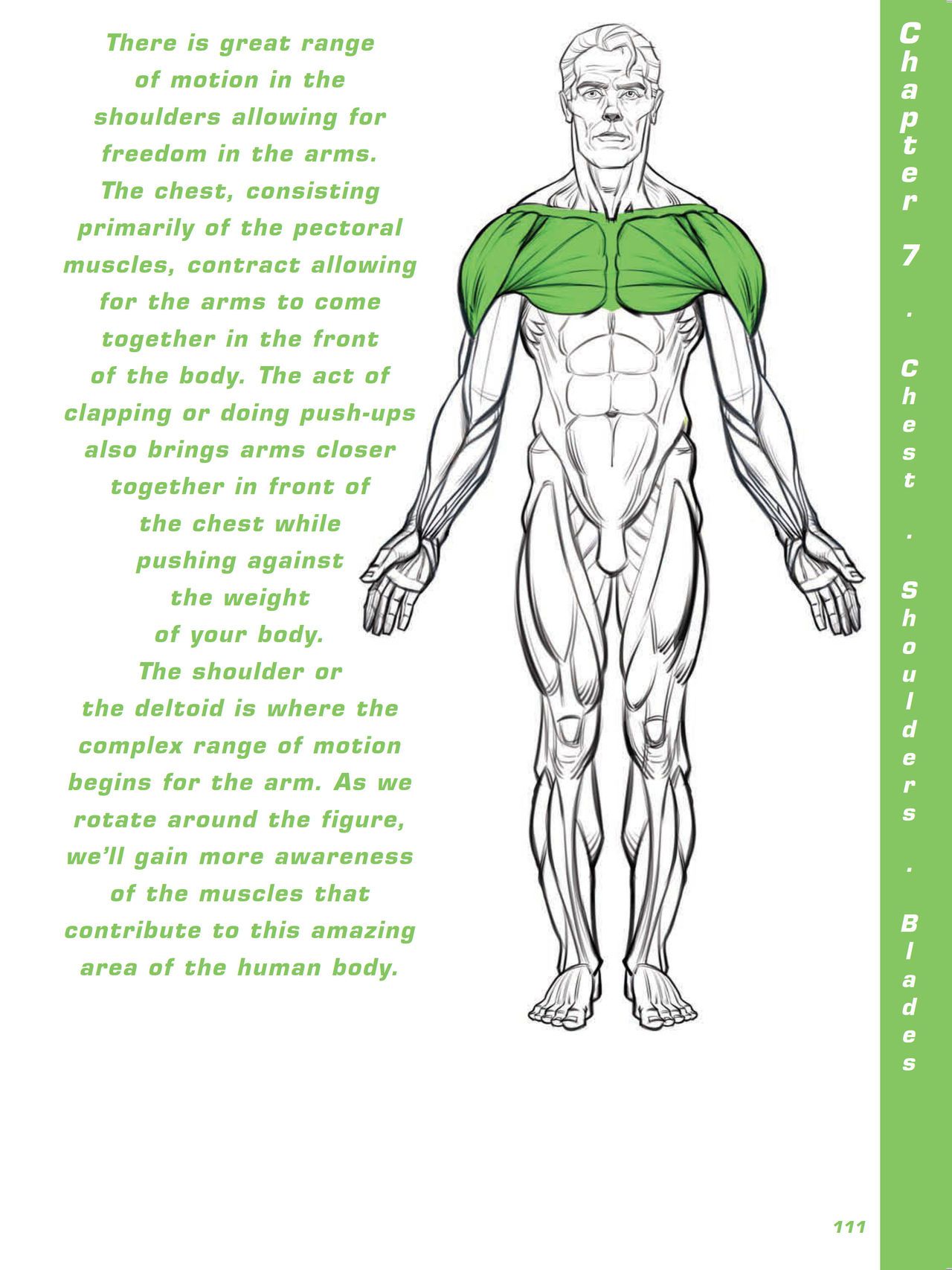 Force. Drawing human anatomy - Michael D. Mattesi [Digital] 132