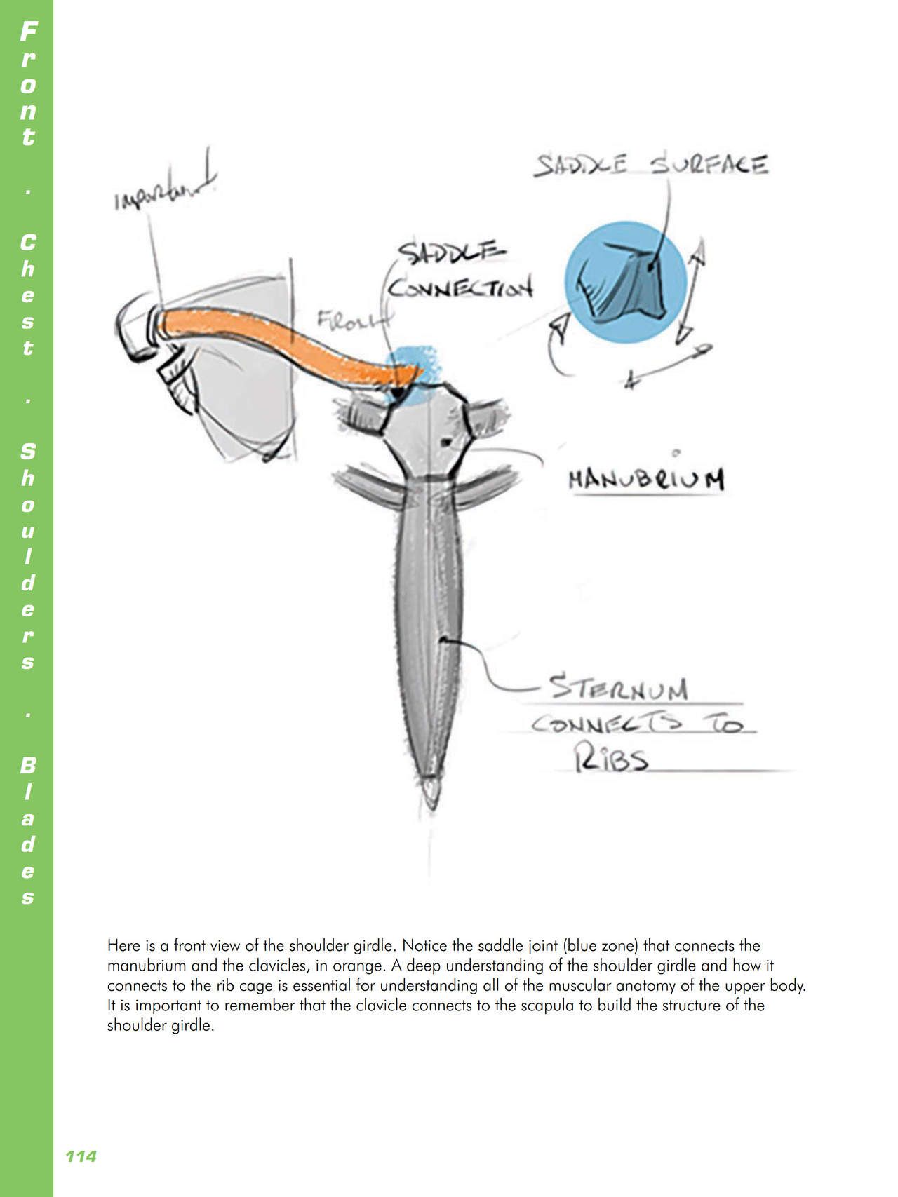 Force. Drawing human anatomy - Michael D. Mattesi [Digital] 135