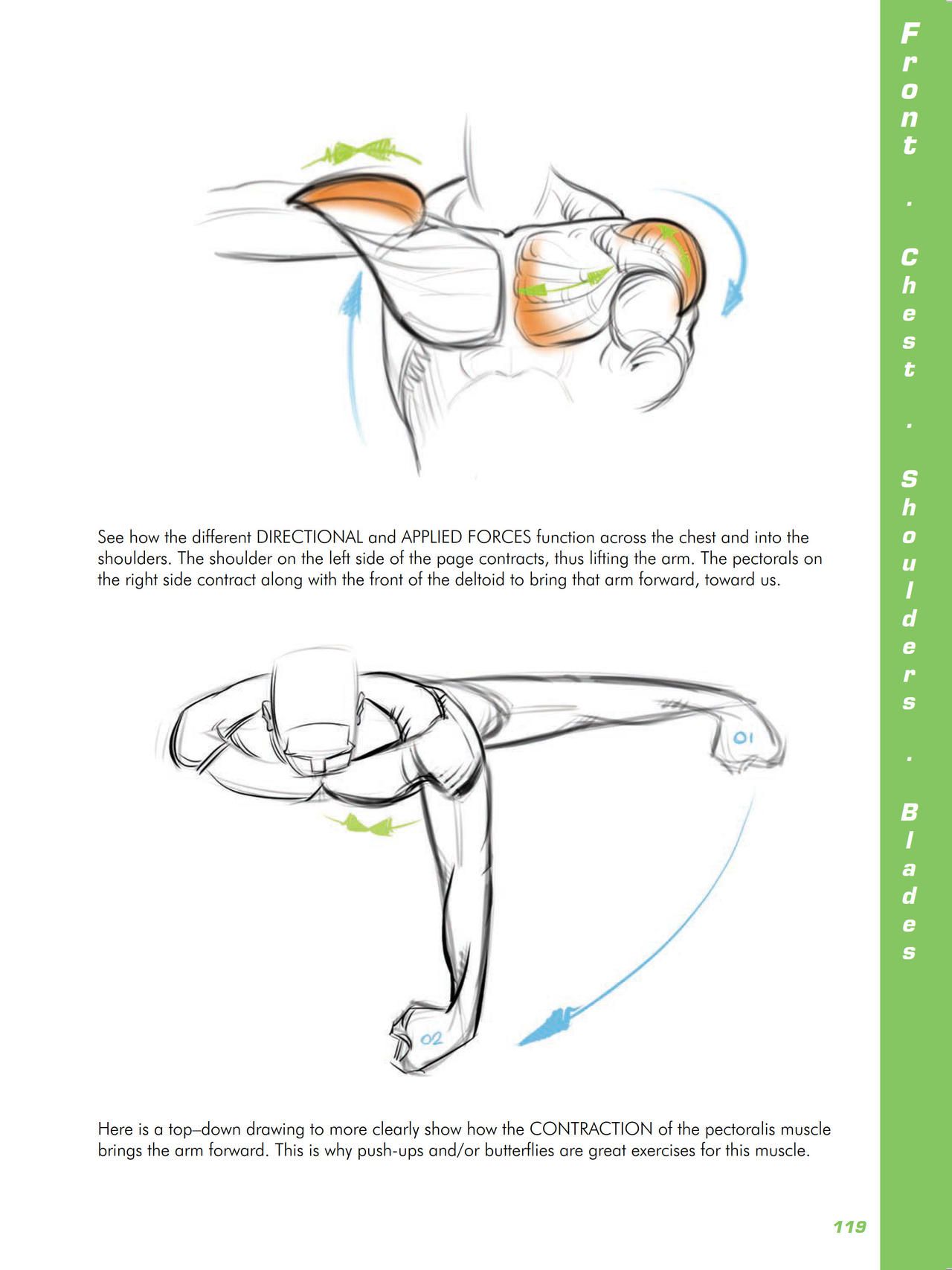 Force. Drawing human anatomy - Michael D. Mattesi [Digital] 140