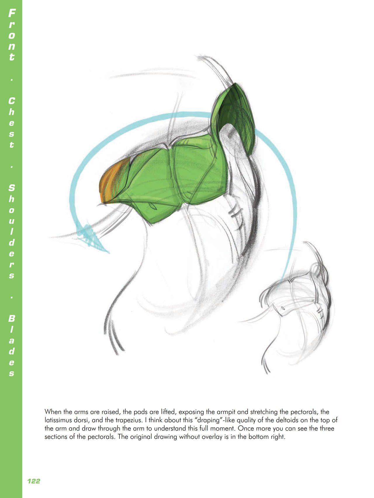 Force. Drawing human anatomy - Michael D. Mattesi [Digital] 143
