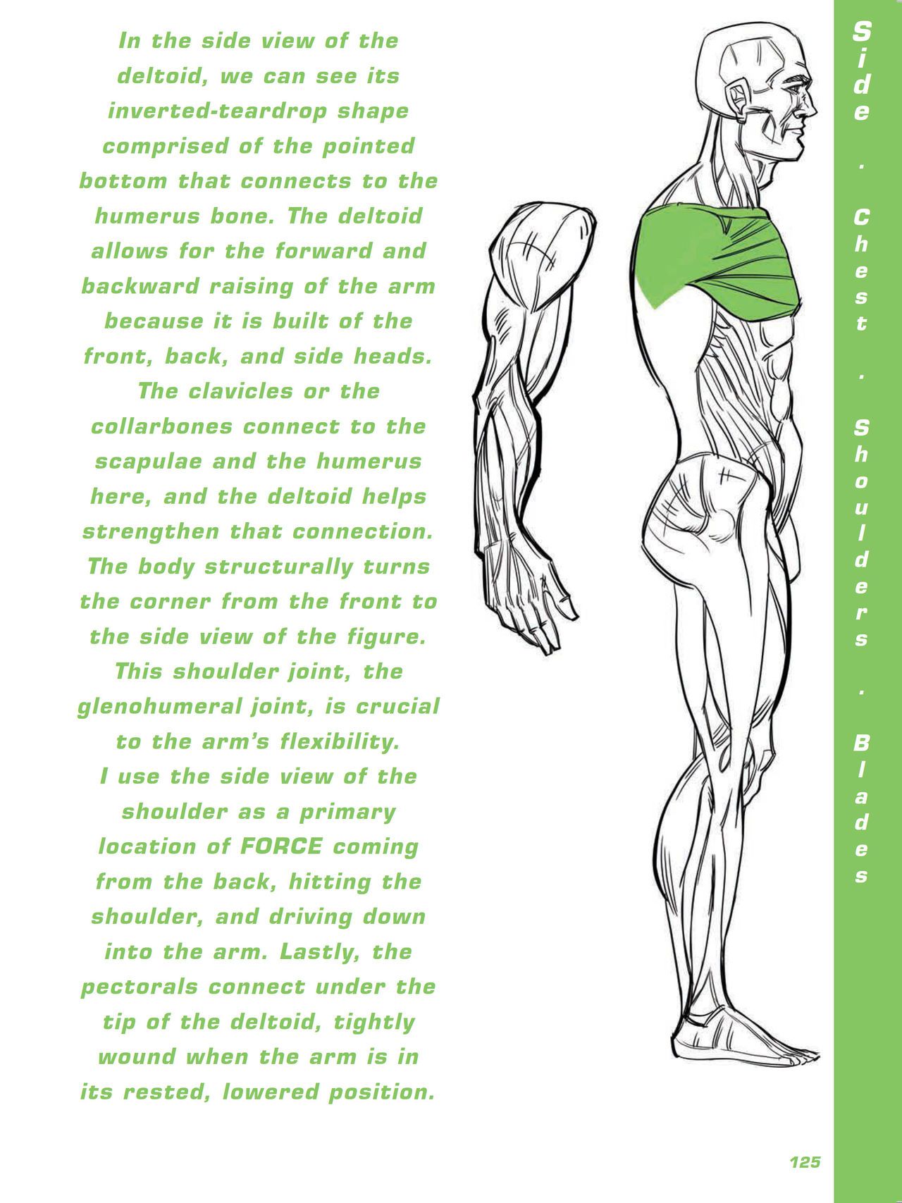 Force. Drawing human anatomy - Michael D. Mattesi [Digital] 146