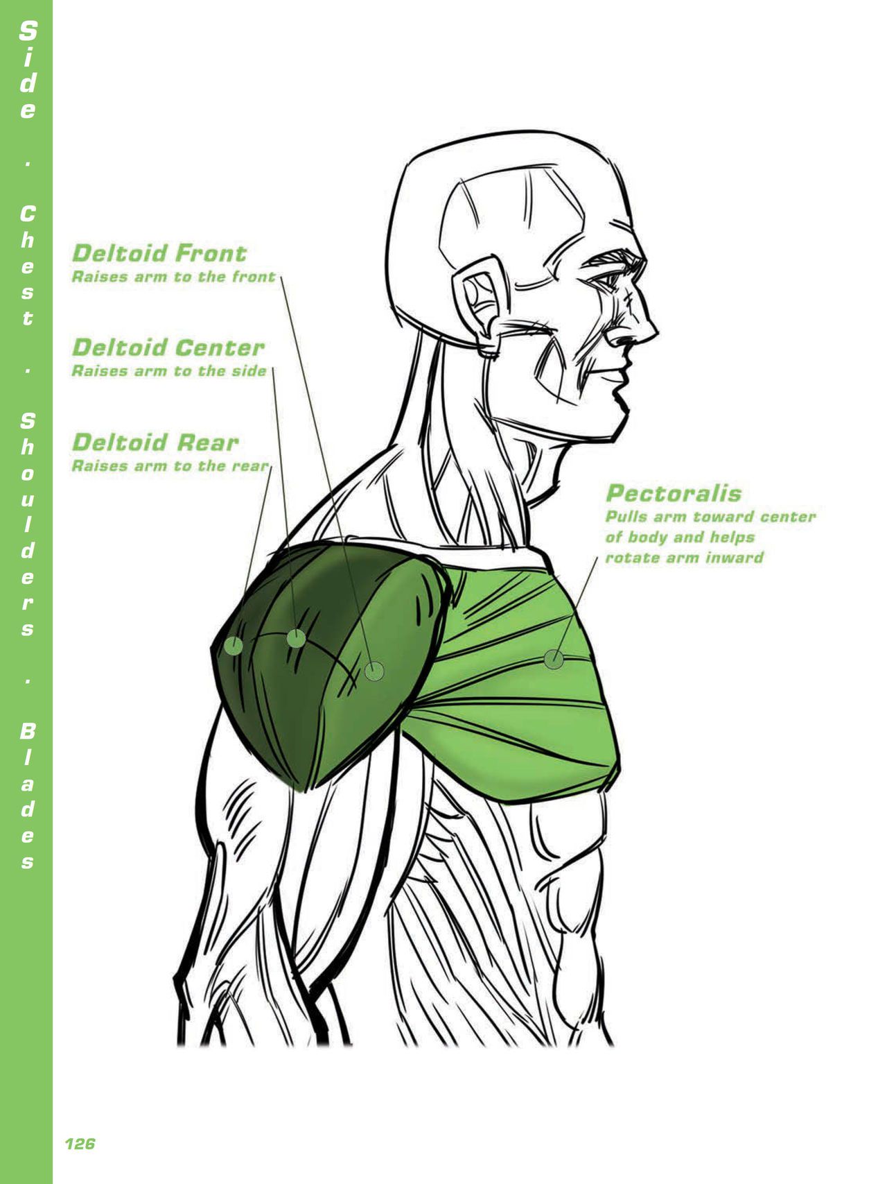 Force. Drawing human anatomy - Michael D. Mattesi [Digital] 147