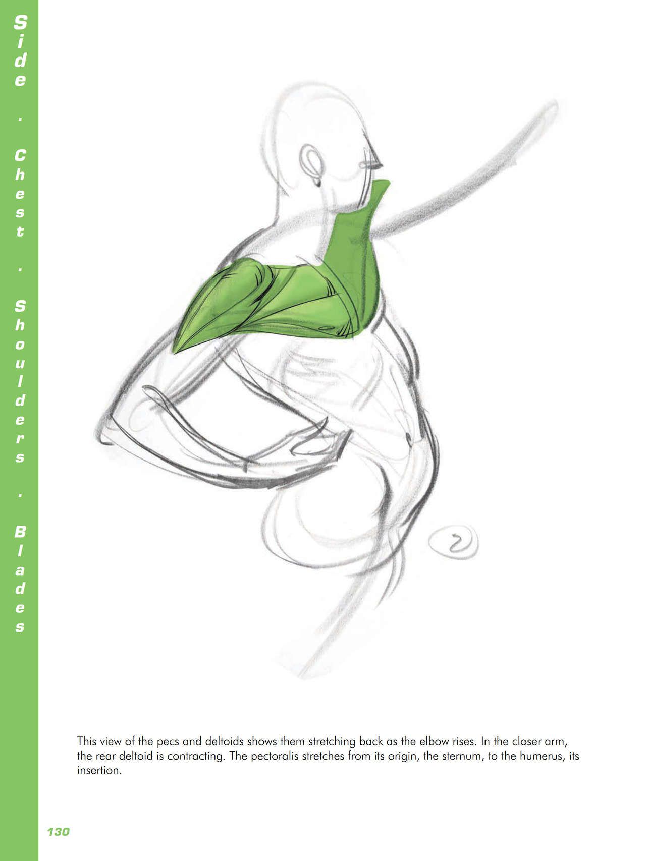 Force. Drawing human anatomy - Michael D. Mattesi [Digital] 151