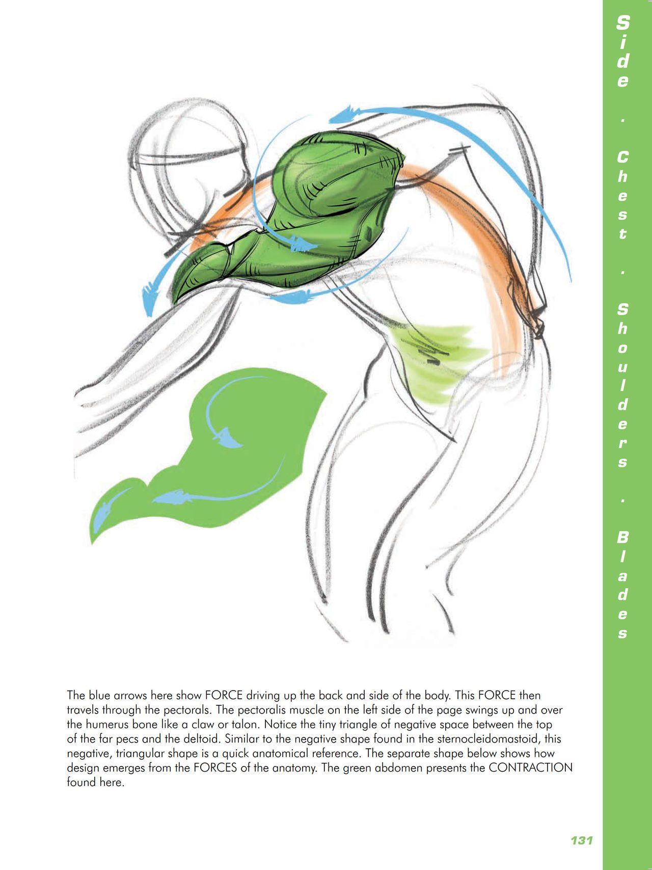 Force. Drawing human anatomy - Michael D. Mattesi [Digital] 152