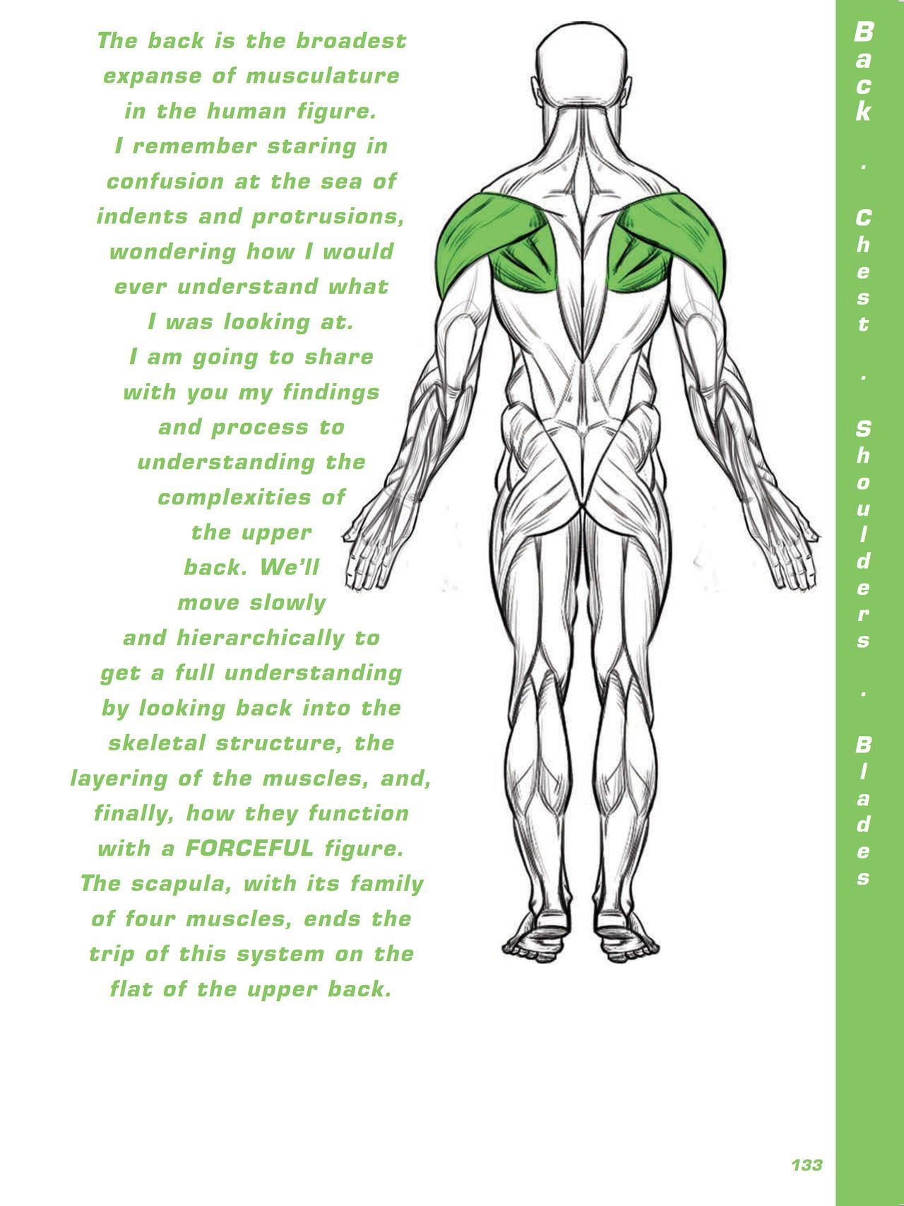 Force. Drawing human anatomy - Michael D. Mattesi [Digital] 154