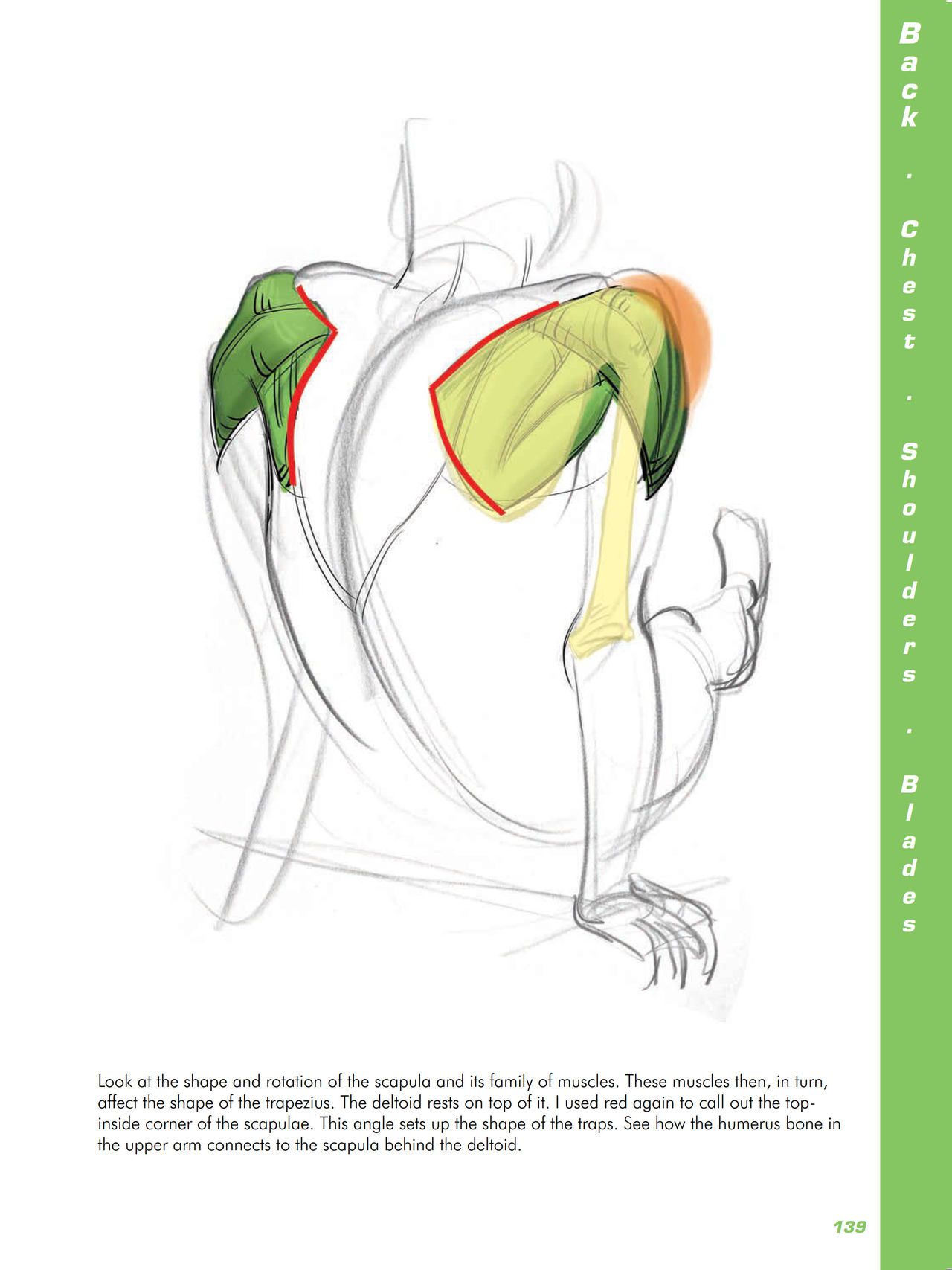 Force. Drawing human anatomy - Michael D. Mattesi [Digital] 160