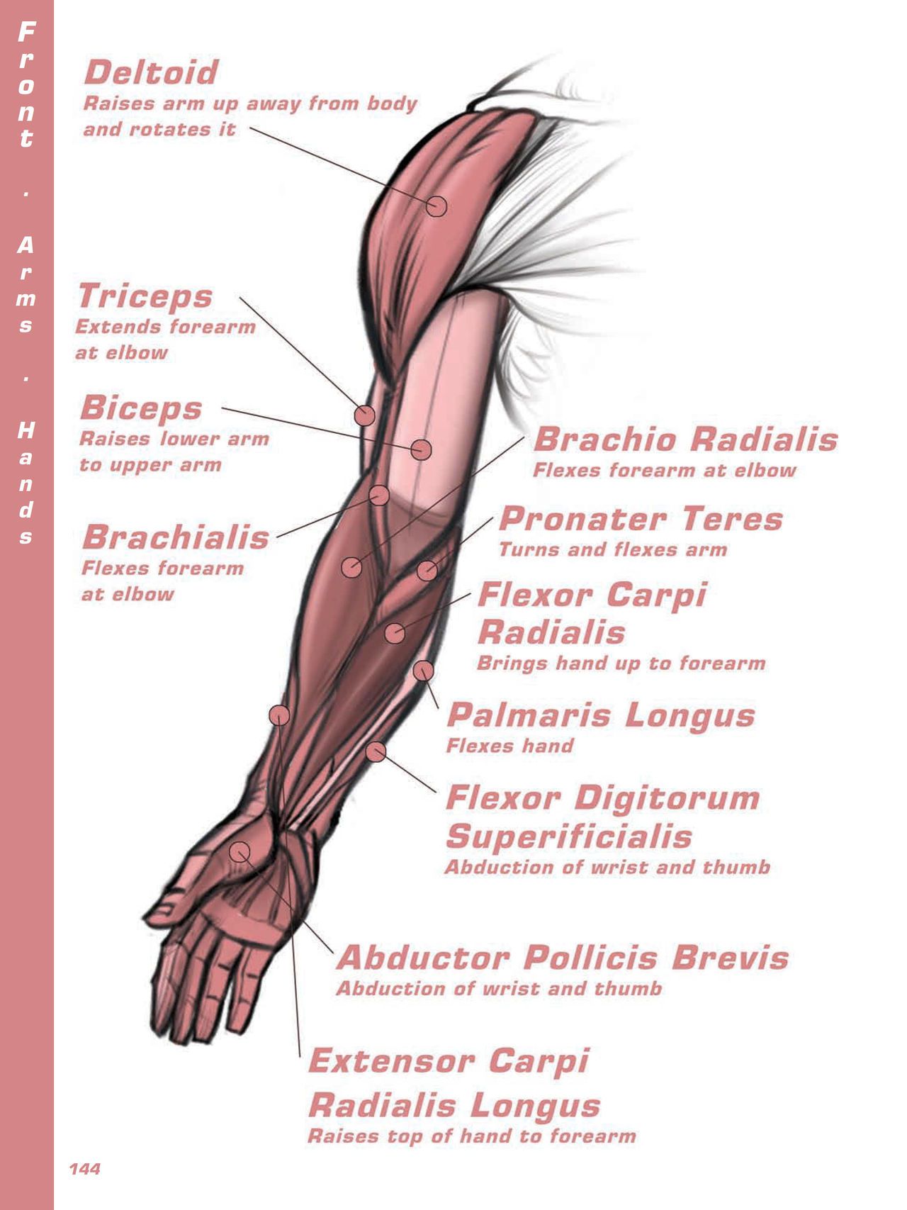 Force. Drawing human anatomy - Michael D. Mattesi [Digital] 165