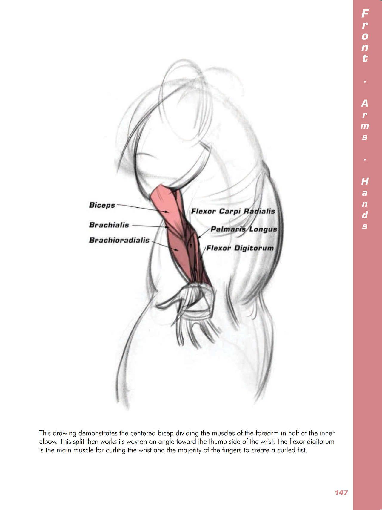 Force. Drawing human anatomy - Michael D. Mattesi [Digital] 168