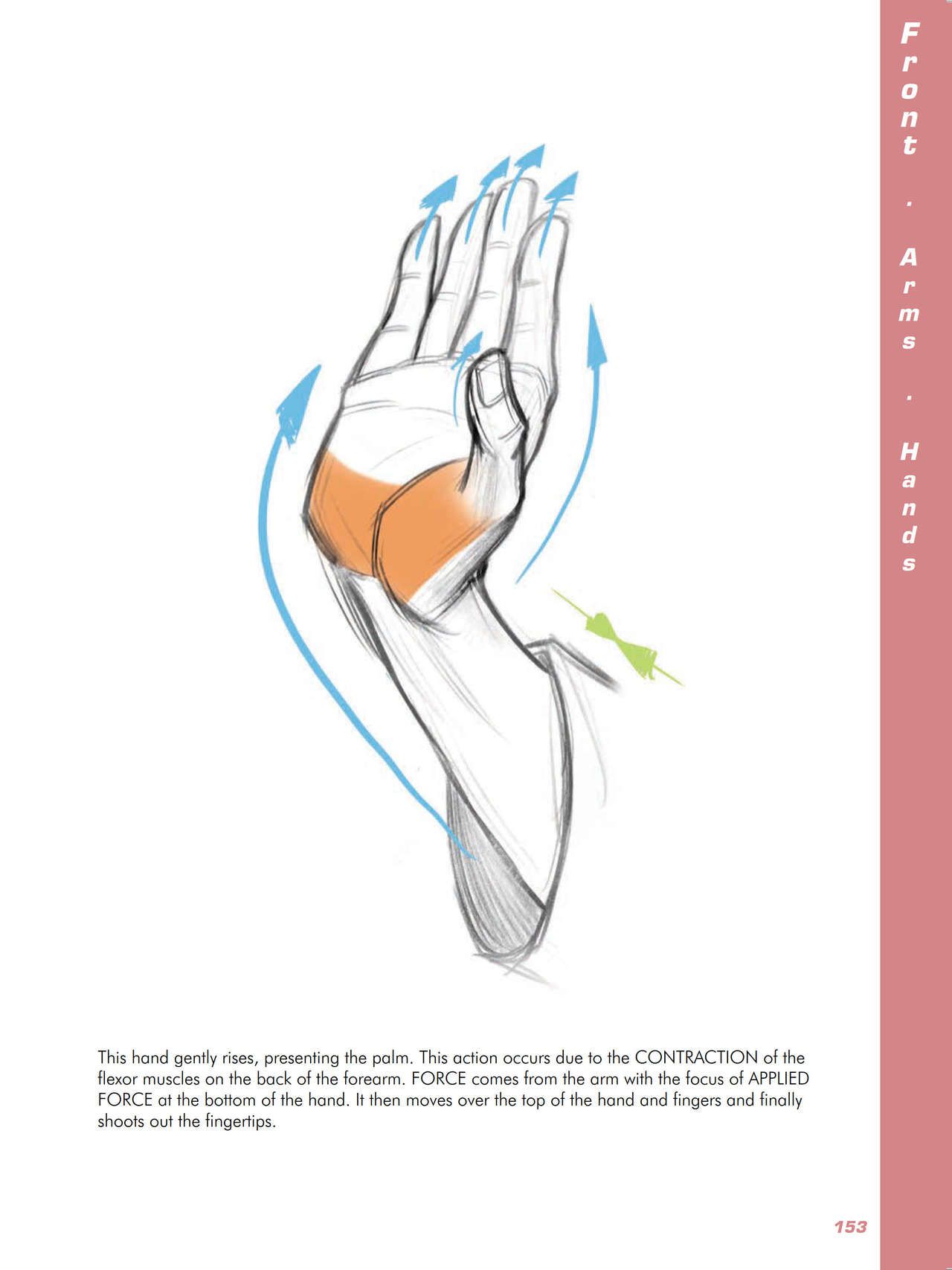 Force. Drawing human anatomy - Michael D. Mattesi [Digital] 174