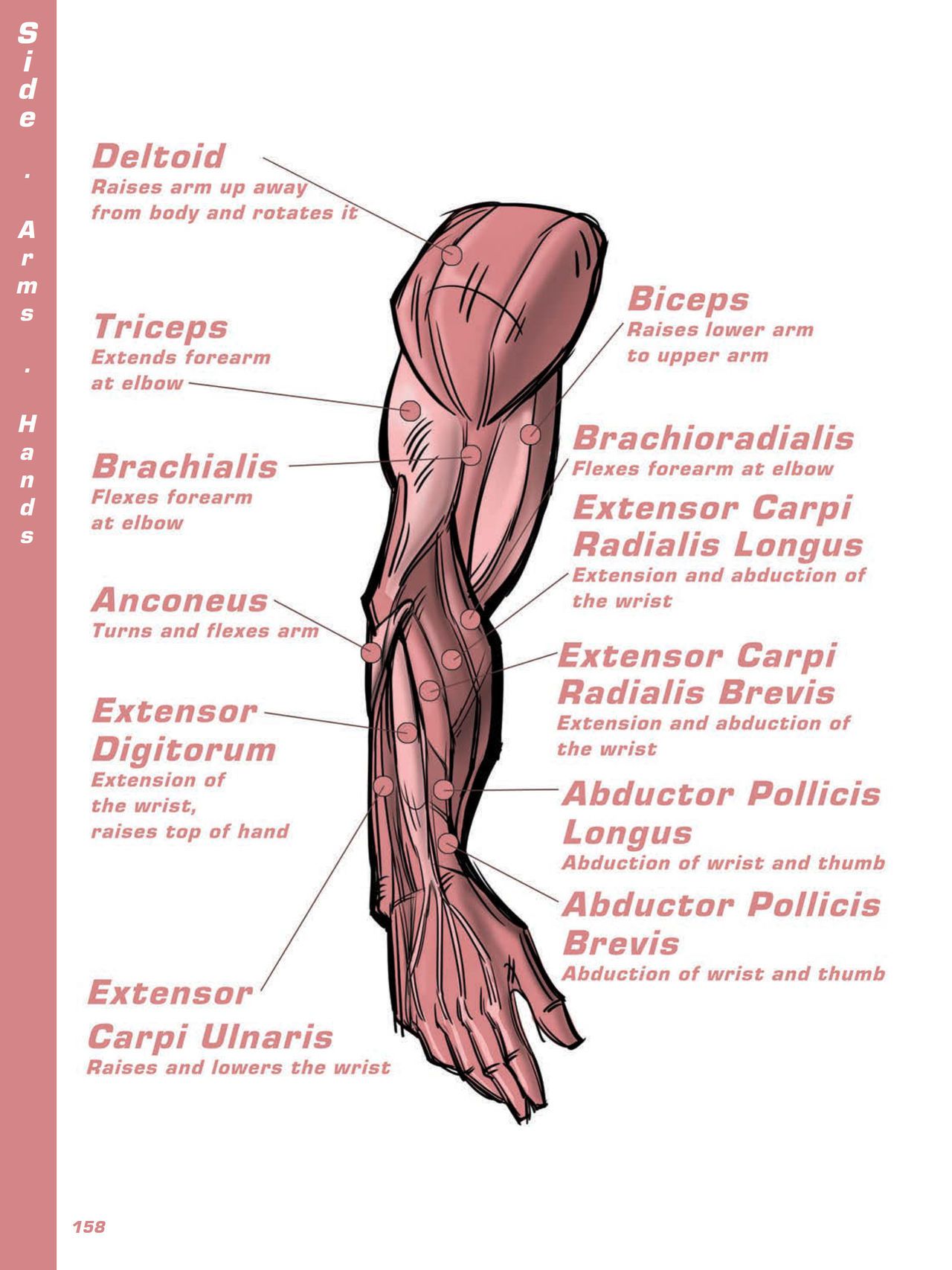 Force. Drawing human anatomy - Michael D. Mattesi [Digital] 179
