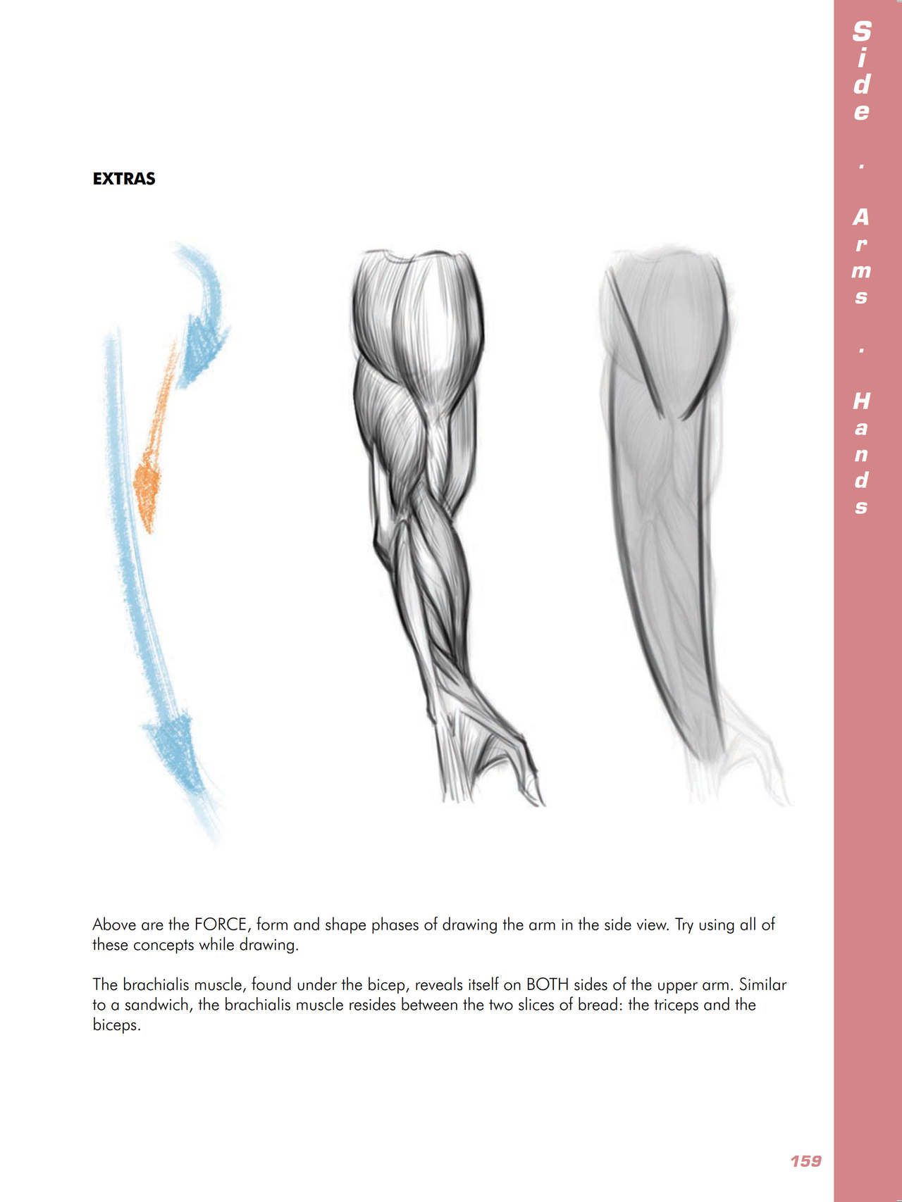 Force. Drawing human anatomy - Michael D. Mattesi [Digital] 180