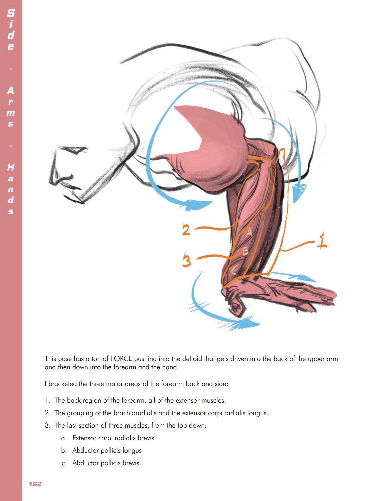 Force. Drawing human anatomy - Michael D. Mattesi [Digital] 183