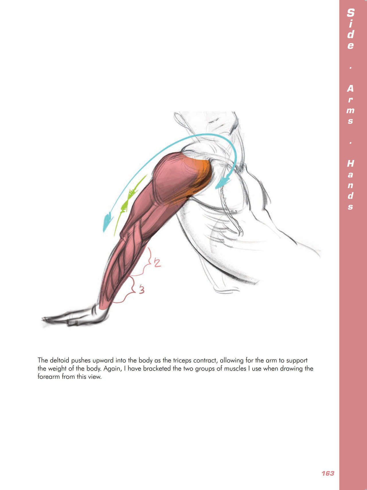 Force. Drawing human anatomy - Michael D. Mattesi [Digital] 184