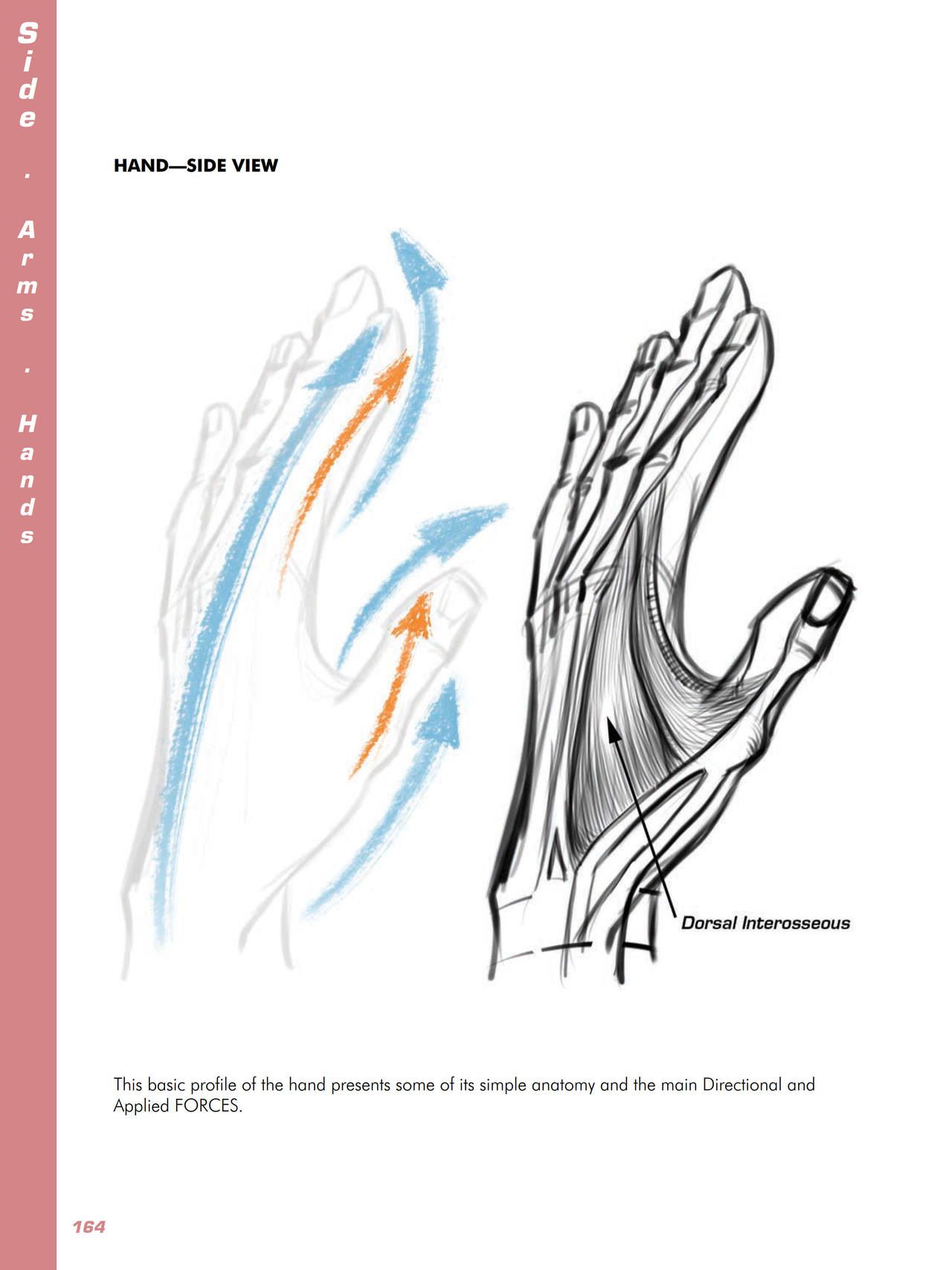 Force. Drawing human anatomy - Michael D. Mattesi [Digital] 185