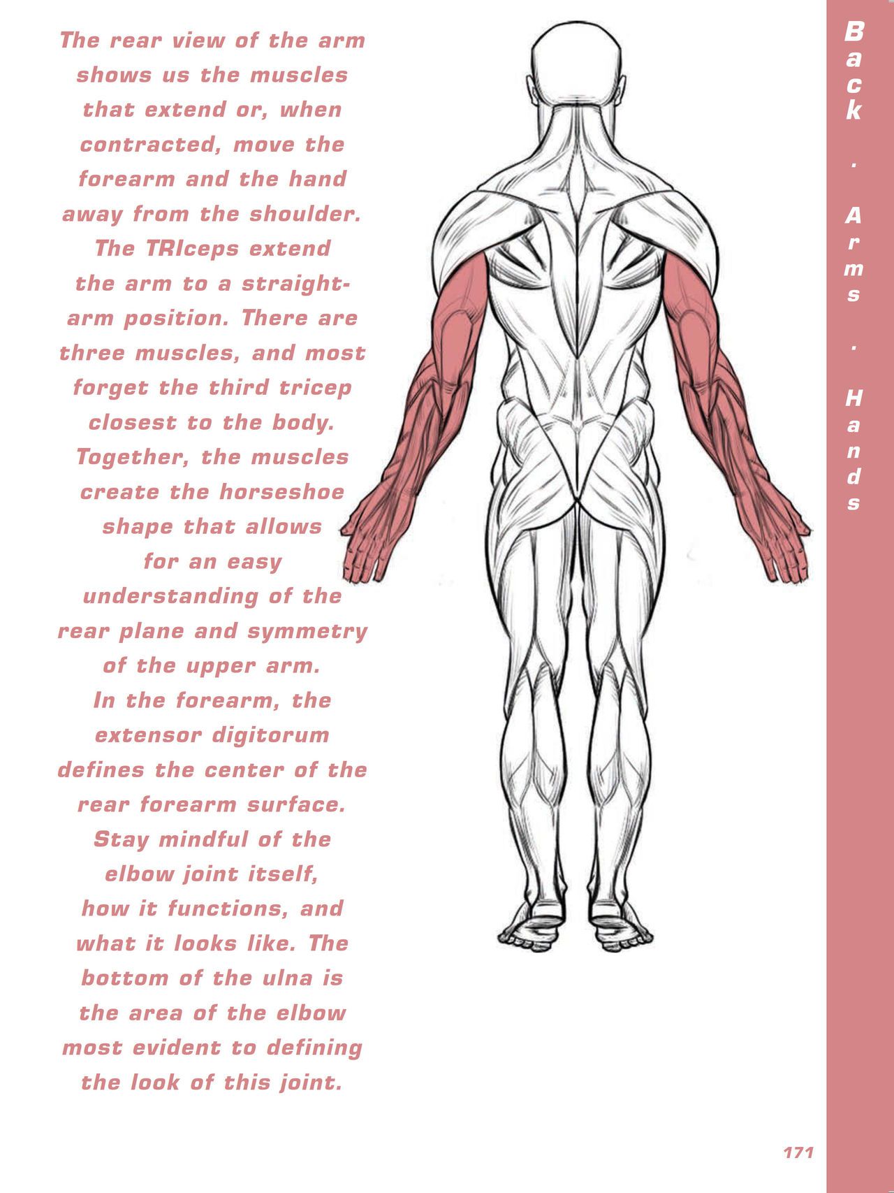 Force. Drawing human anatomy - Michael D. Mattesi [Digital] 192
