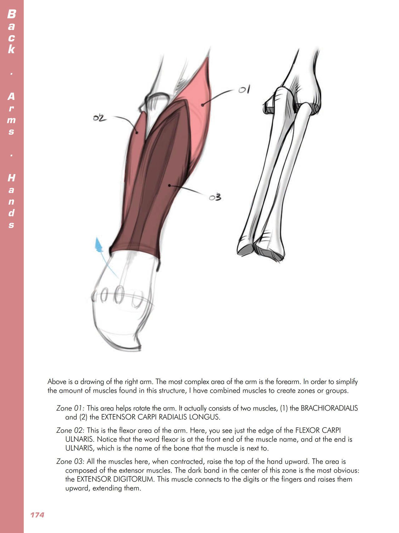 Force. Drawing human anatomy - Michael D. Mattesi [Digital] 195