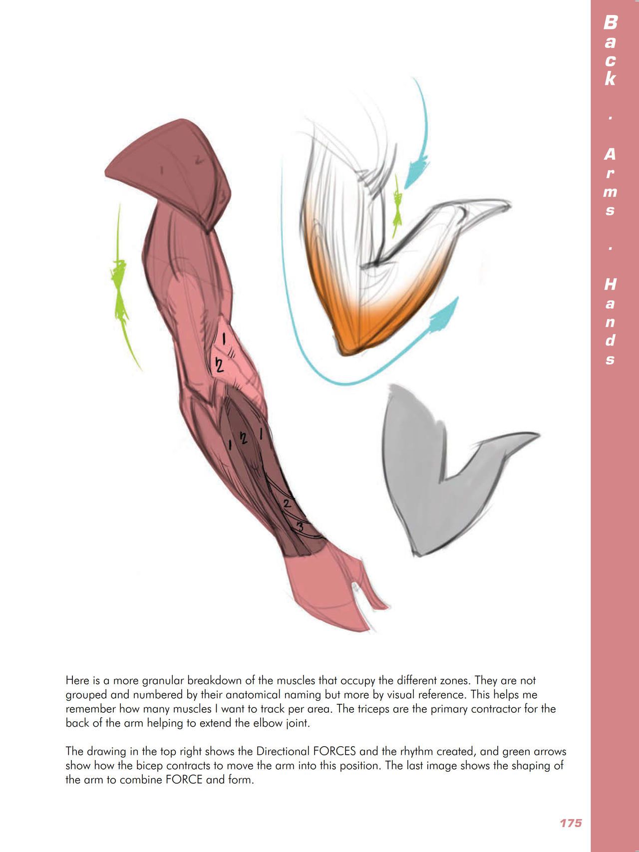 Force. Drawing human anatomy - Michael D. Mattesi [Digital] 196
