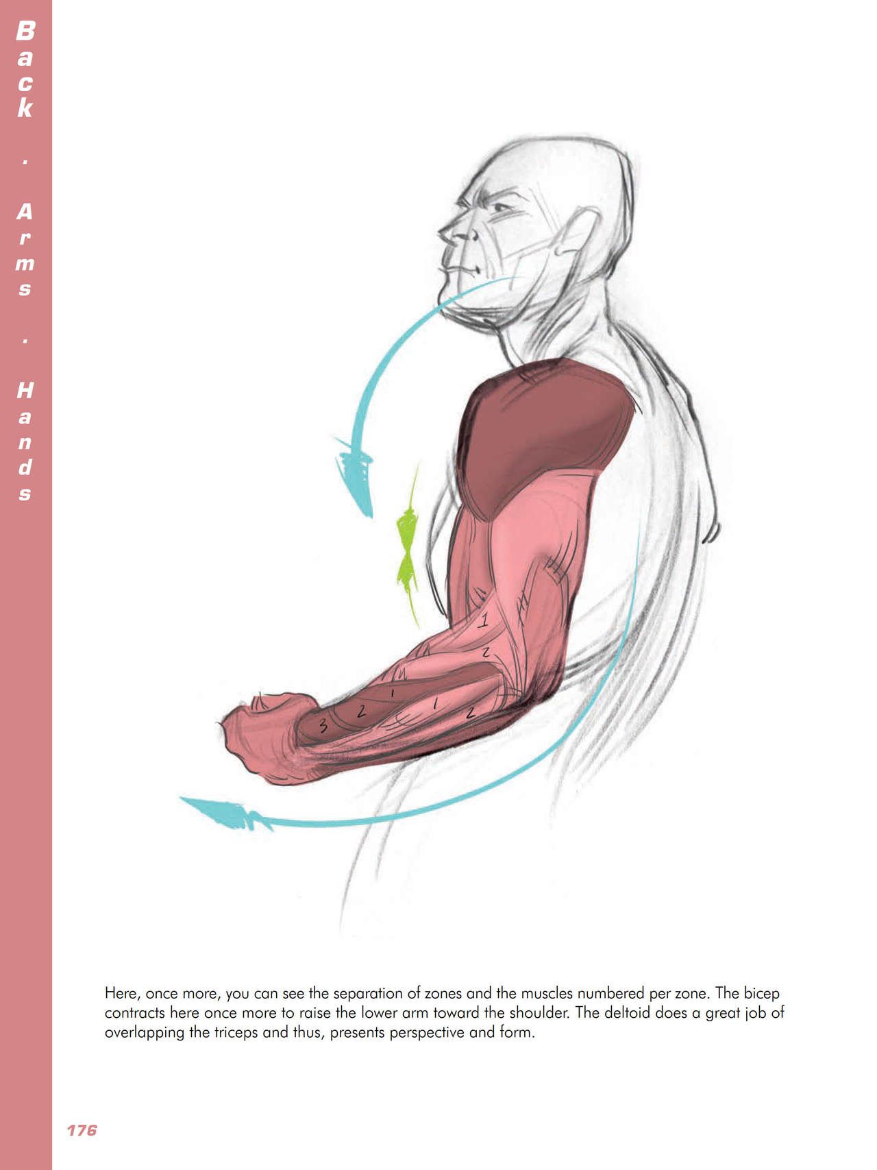 Force. Drawing human anatomy - Michael D. Mattesi [Digital] 197