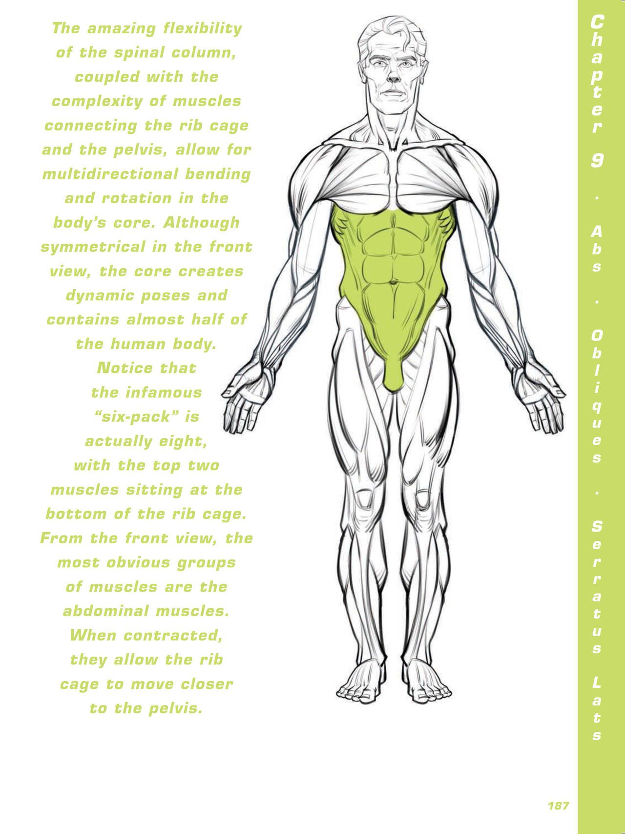 Force. Drawing human anatomy - Michael D. Mattesi [Digital] 208