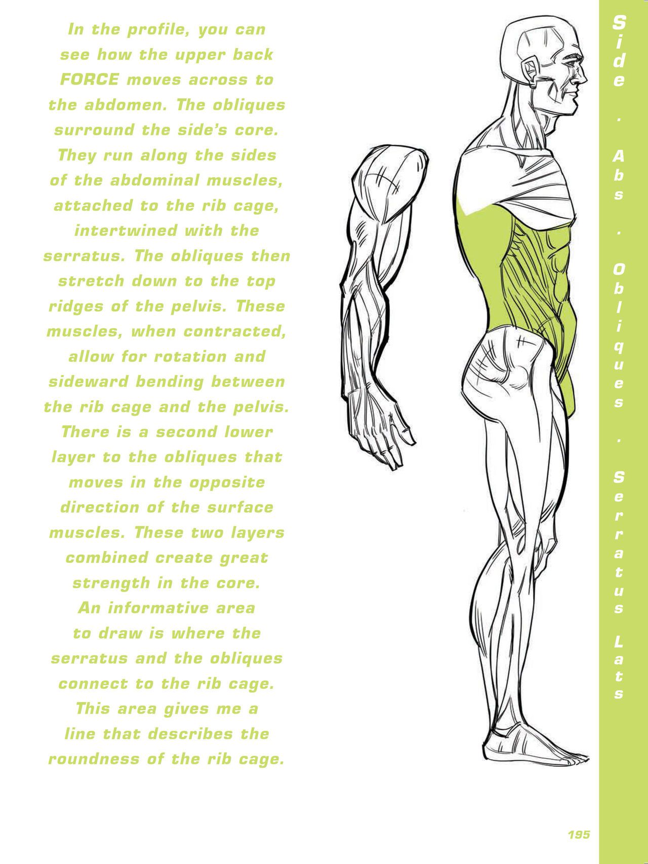 Force. Drawing human anatomy - Michael D. Mattesi [Digital] 216