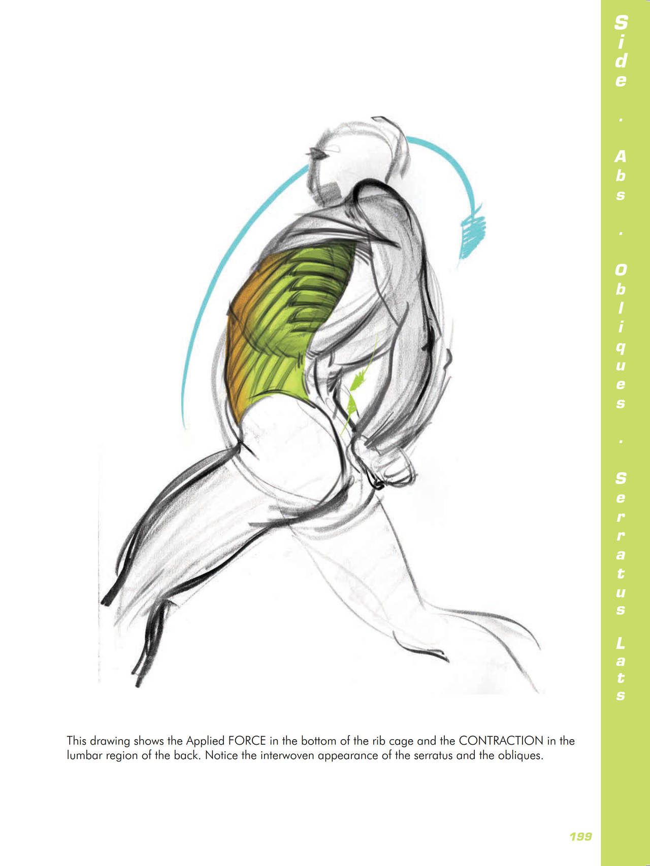 Force. Drawing human anatomy - Michael D. Mattesi [Digital] 220