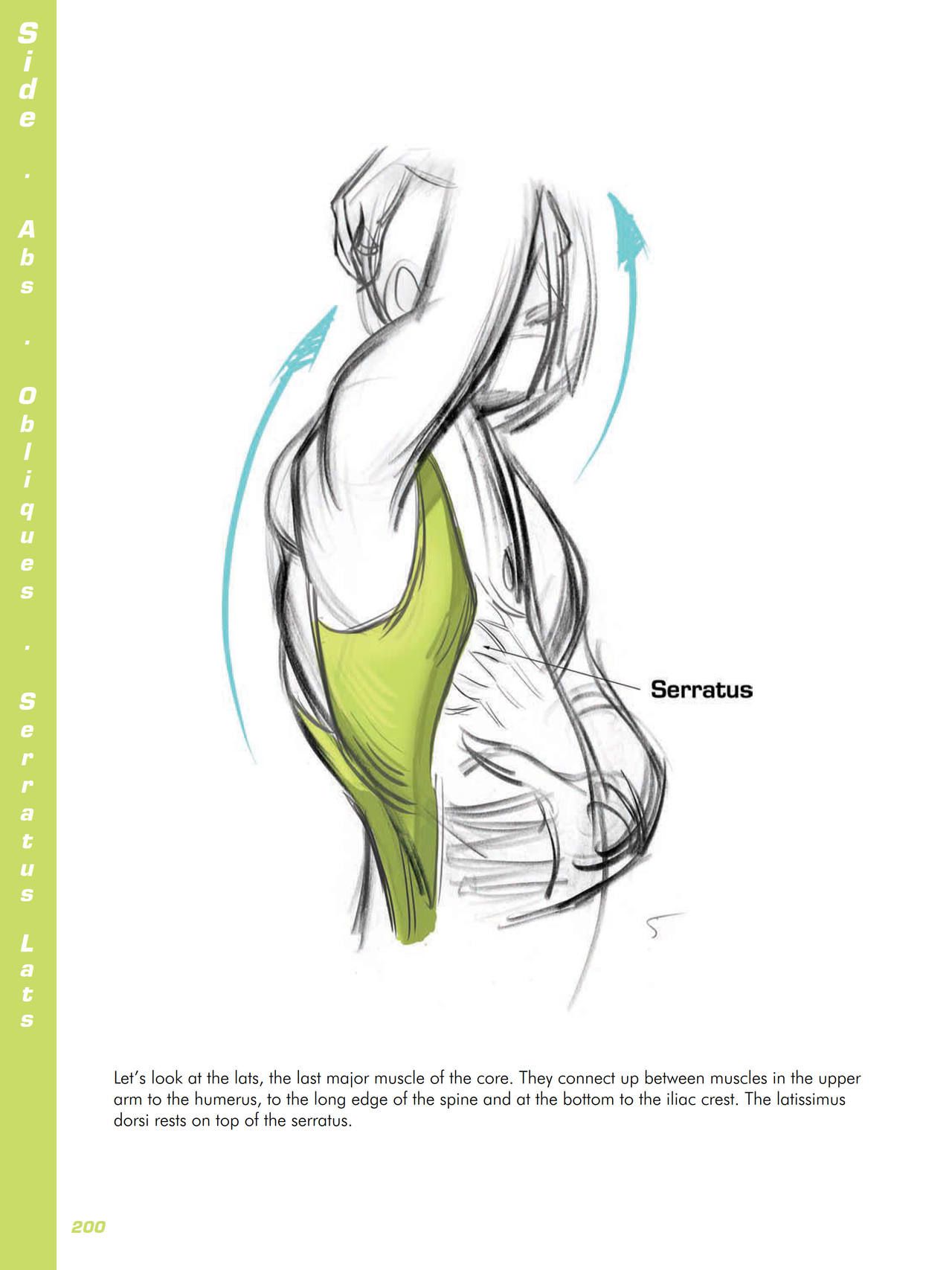 Force. Drawing human anatomy - Michael D. Mattesi [Digital] 221
