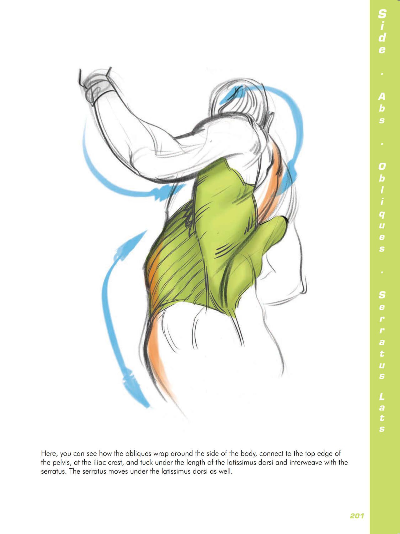 Force. Drawing human anatomy - Michael D. Mattesi [Digital] 222