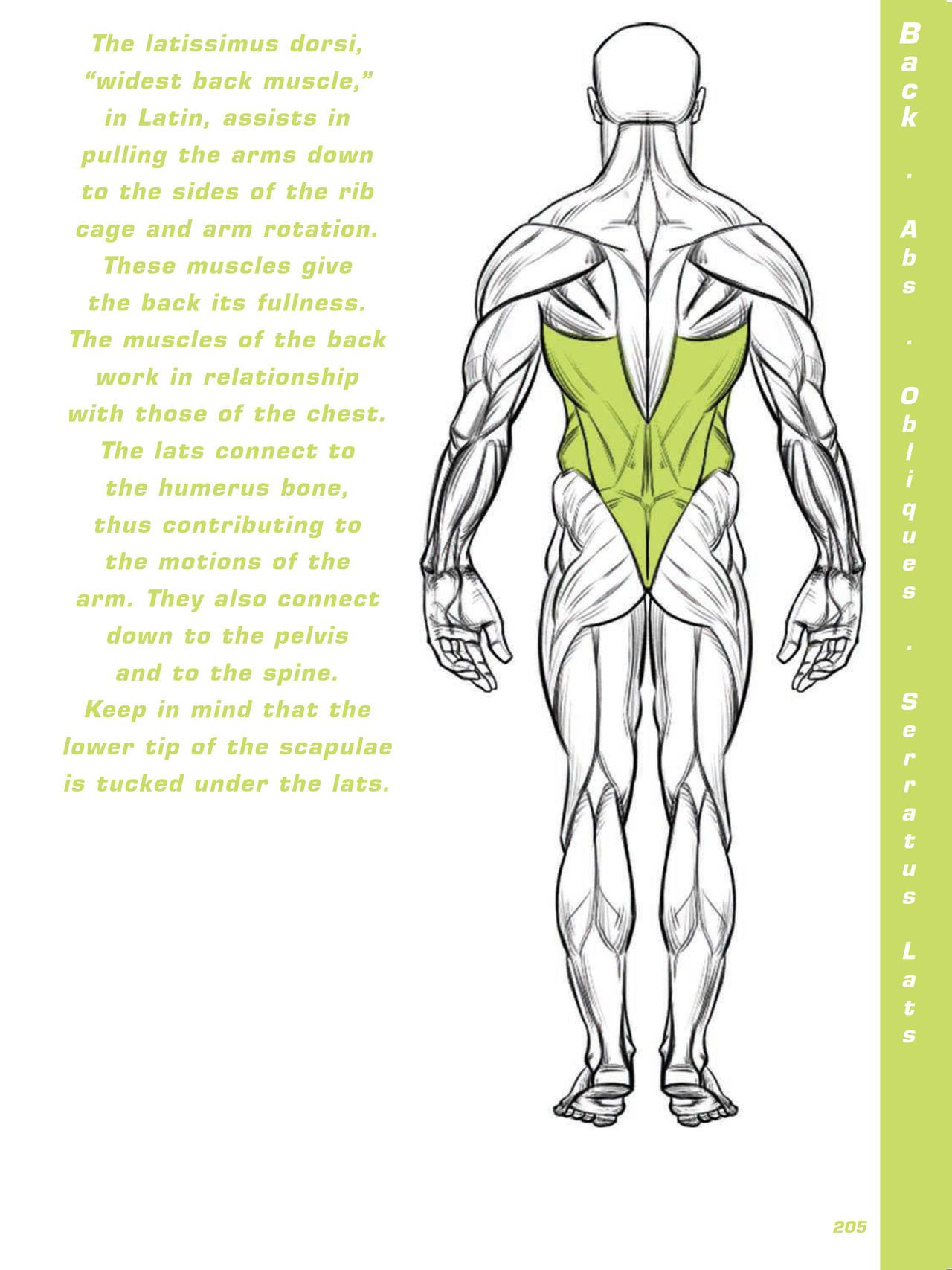 Force. Drawing human anatomy - Michael D. Mattesi [Digital] 226