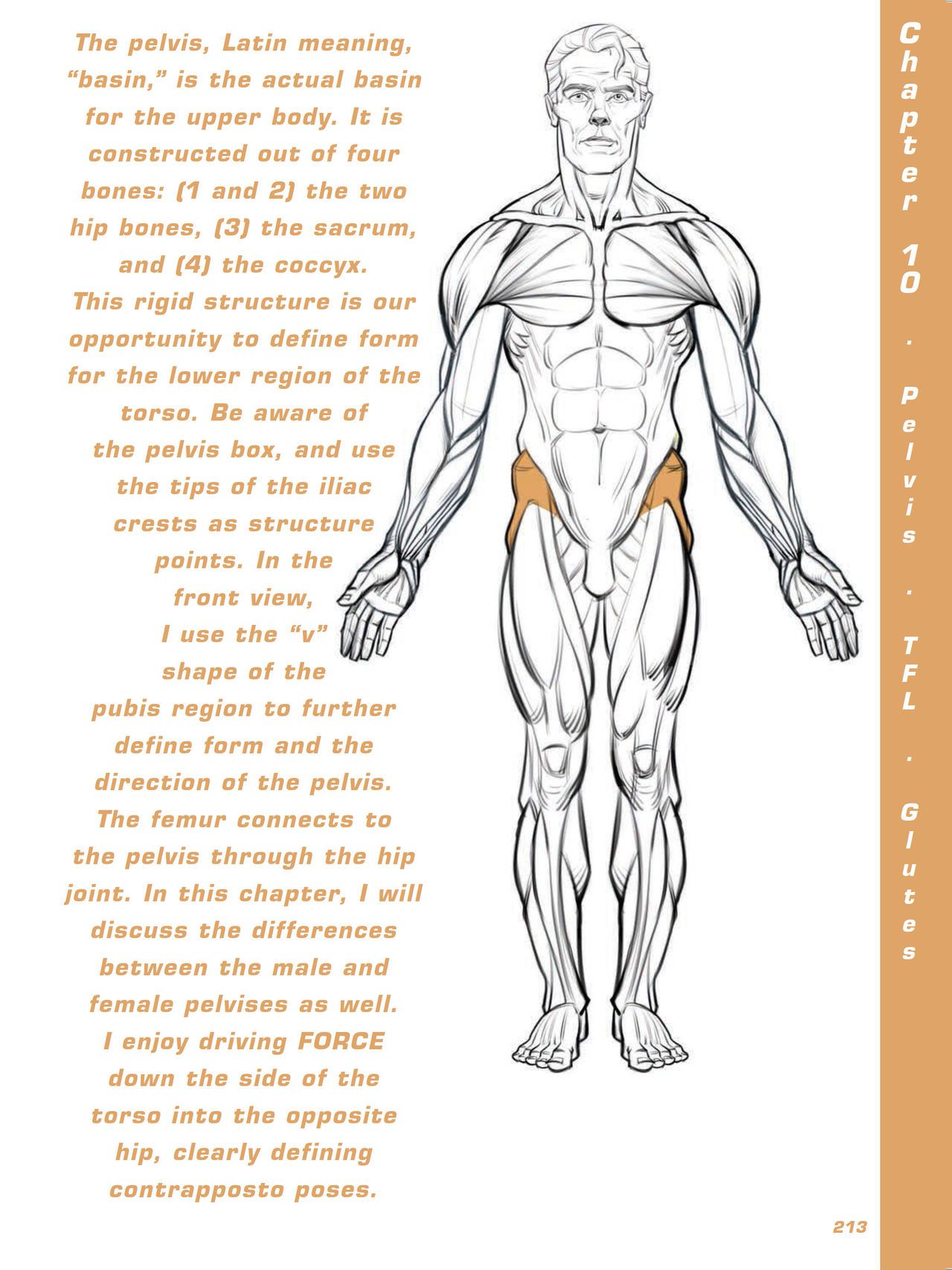 Force. Drawing human anatomy - Michael D. Mattesi [Digital] 234