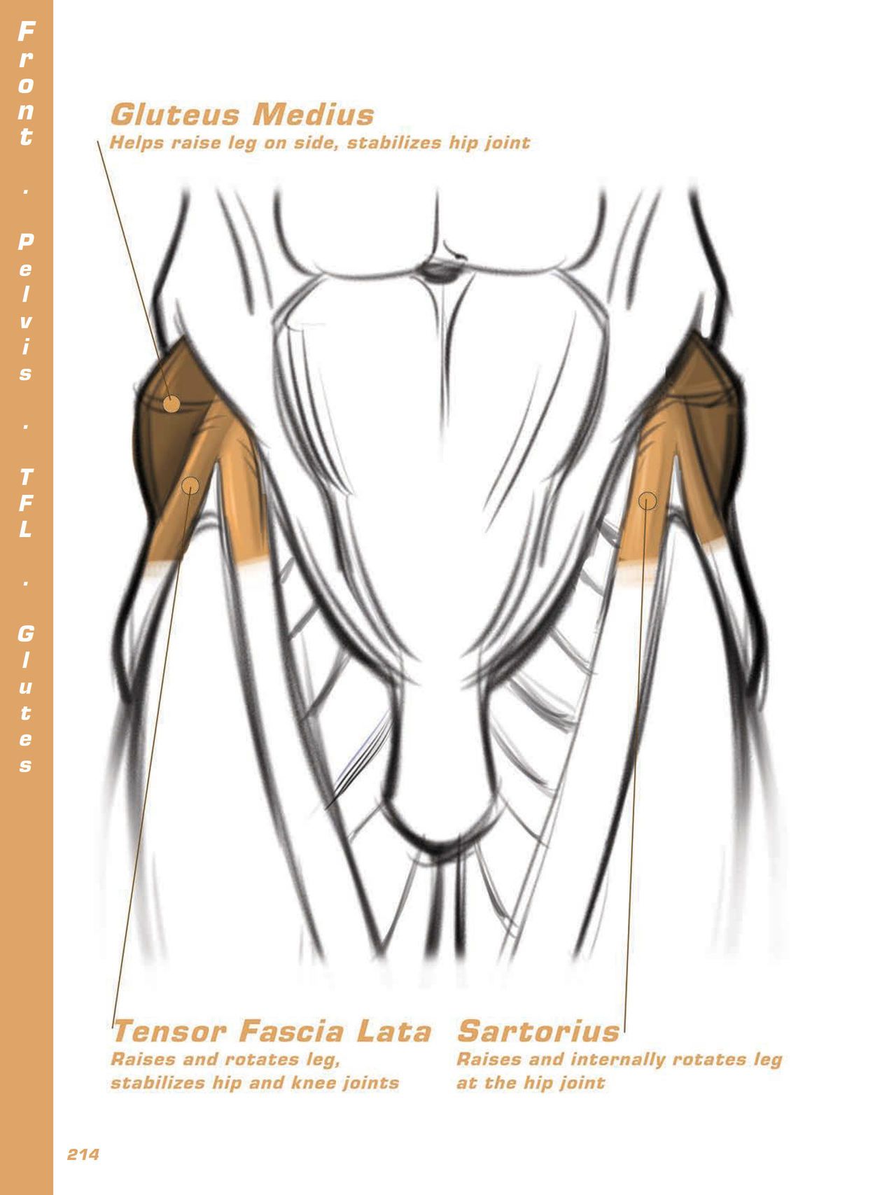 Force. Drawing human anatomy - Michael D. Mattesi [Digital] 235