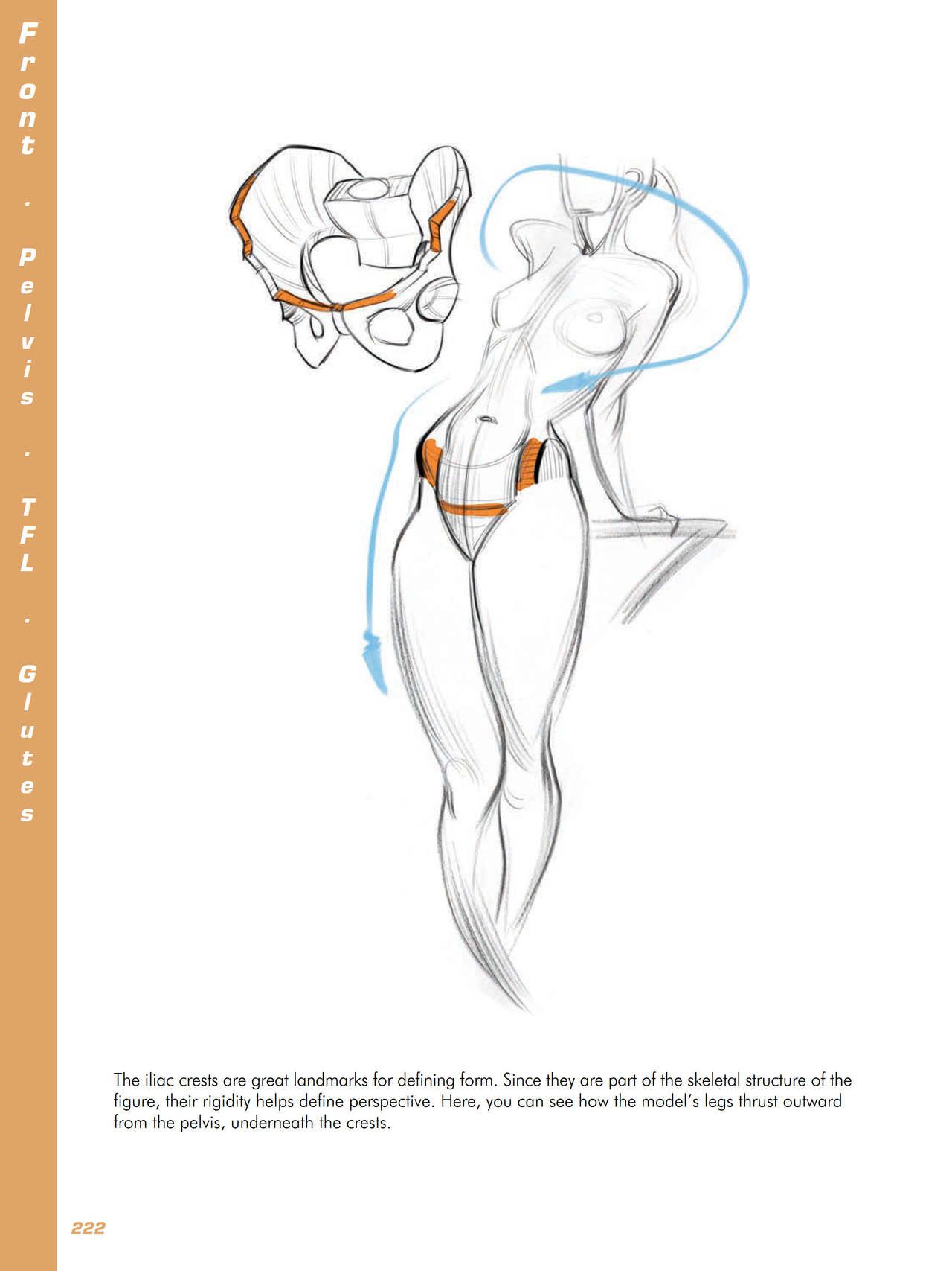 Force. Drawing human anatomy - Michael D. Mattesi [Digital] 243
