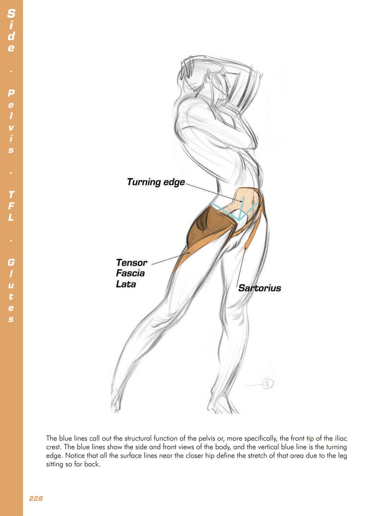 Force. Drawing human anatomy - Michael D. Mattesi [Digital] 249